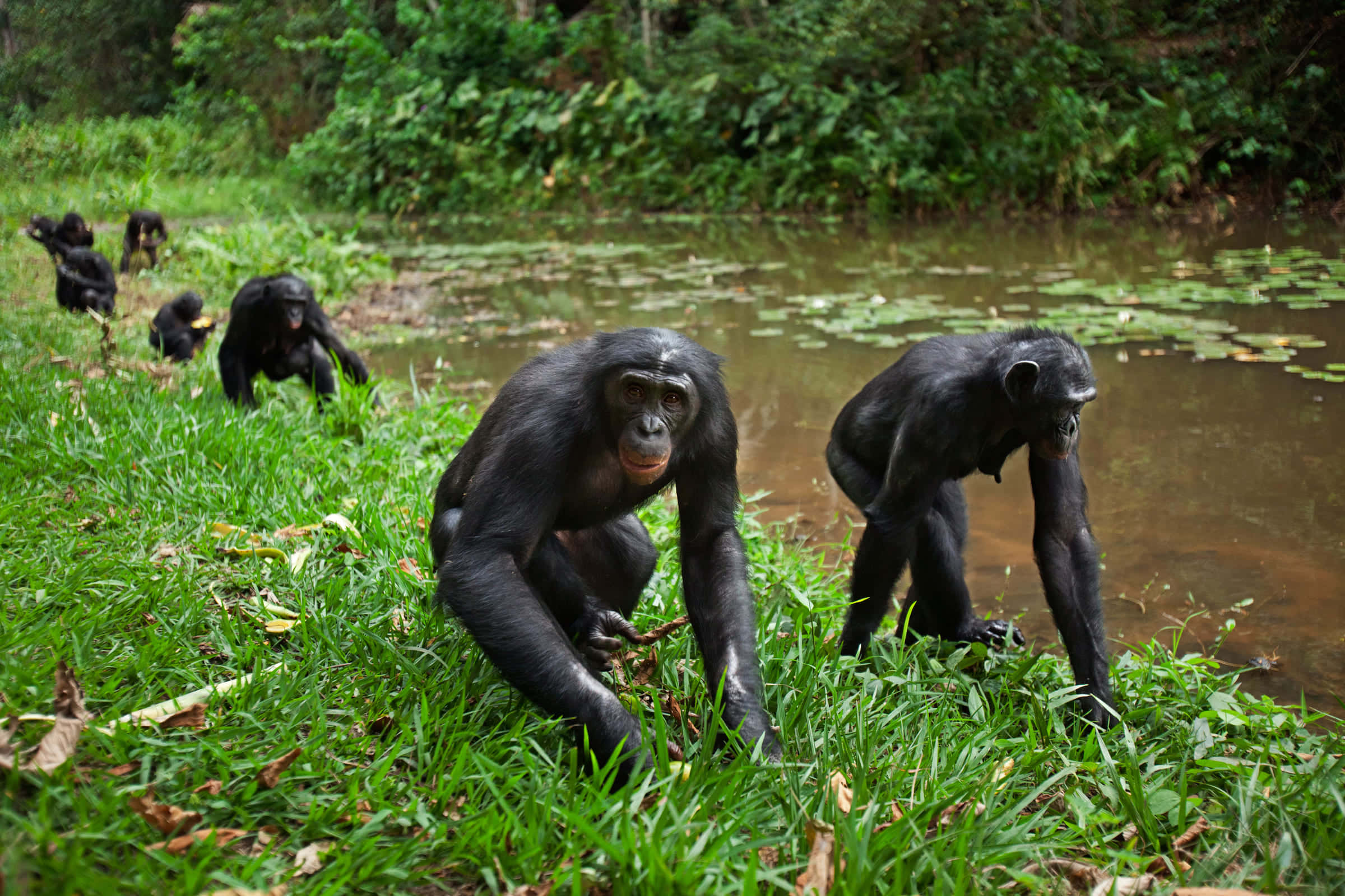 Bonobosby Waterfront, chimpanzees, riverbank, Full HD Desktop Wallpaper