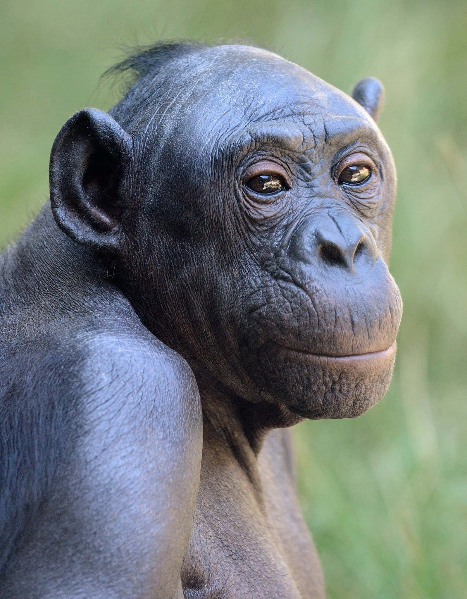 Bonobo, chimpanzee, dark fur, Full HD Phone Wallpaper