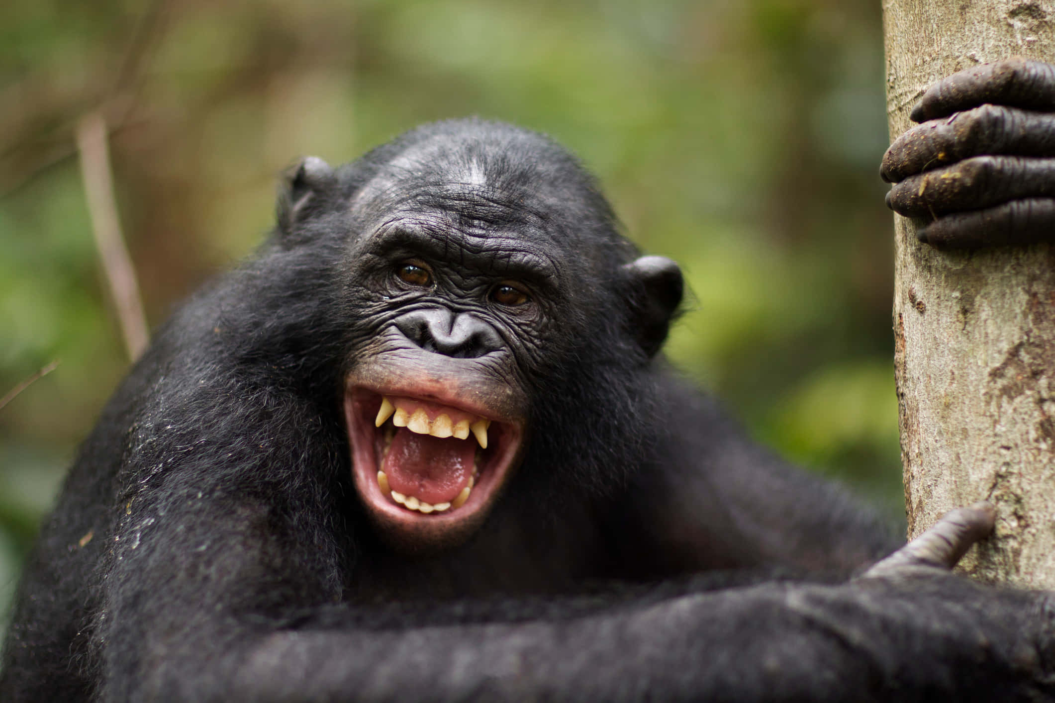 Bonobo, chimpanzee, wide open mouth, Full HD Desktop Wallpaper