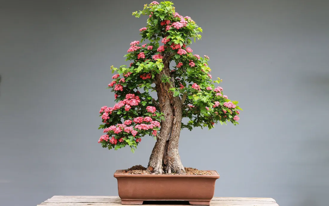 Bonsai