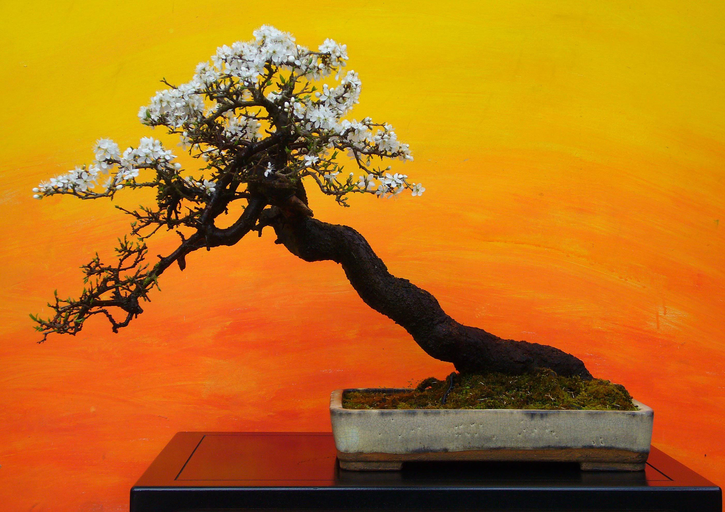 bonsai tree, shakan art, white blossoms, 2K Desktop Wallpaper
