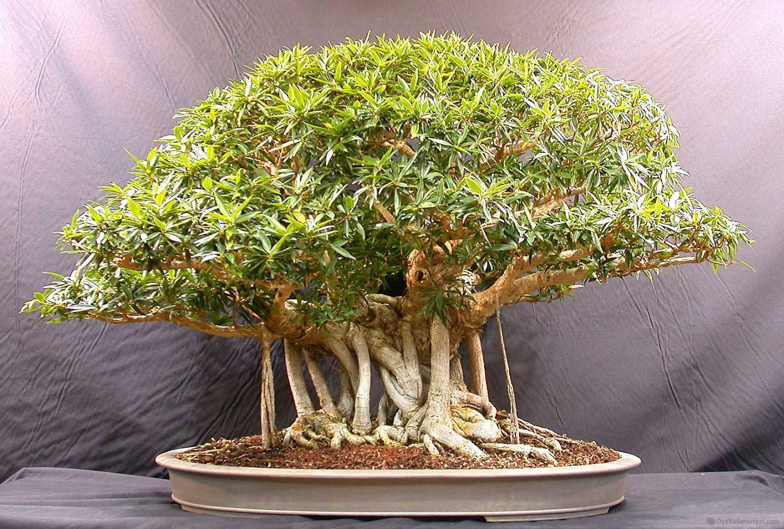 bonsai tree, gnarled roots, dense foliage, HD Desktop Wallpaper