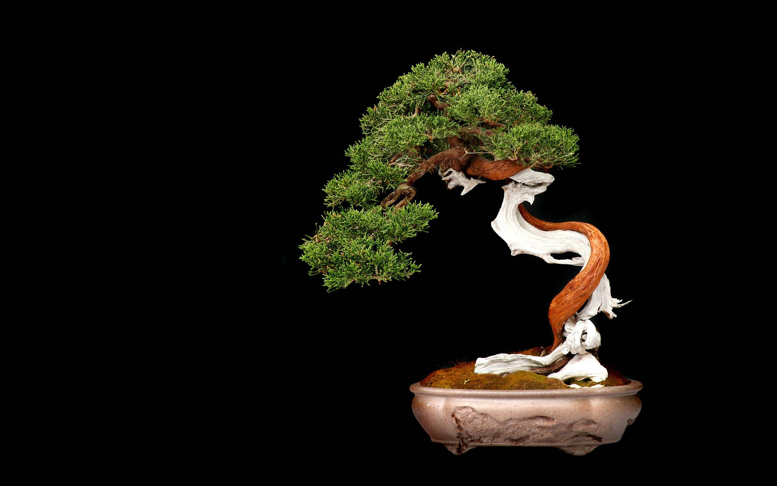 bonsai tree, literati style, vibrant green foliage, 2K Desktop Wallpaper