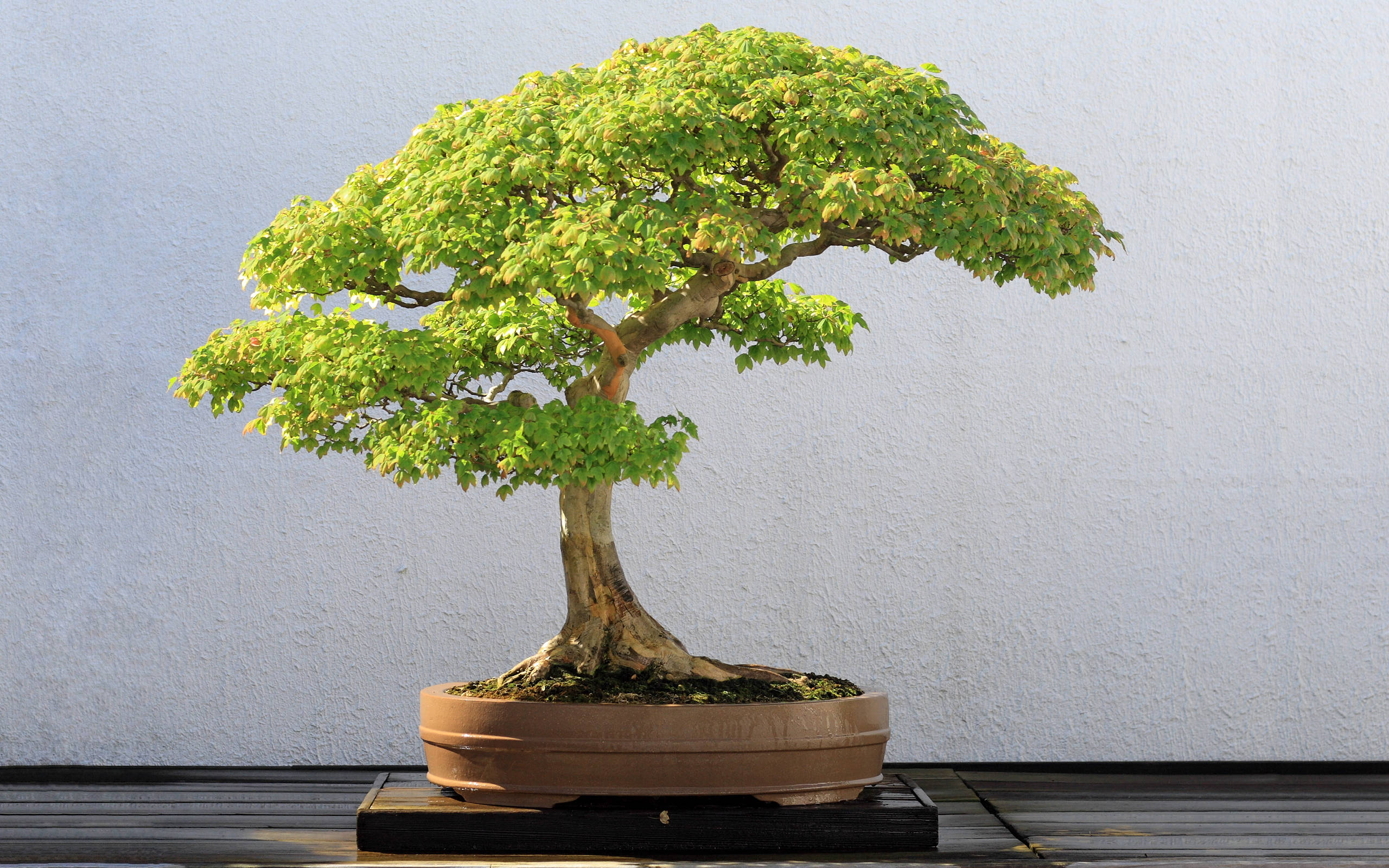 bonsai tree, semi cascade style, terracotta pot, 2K Desktop Wallpaper