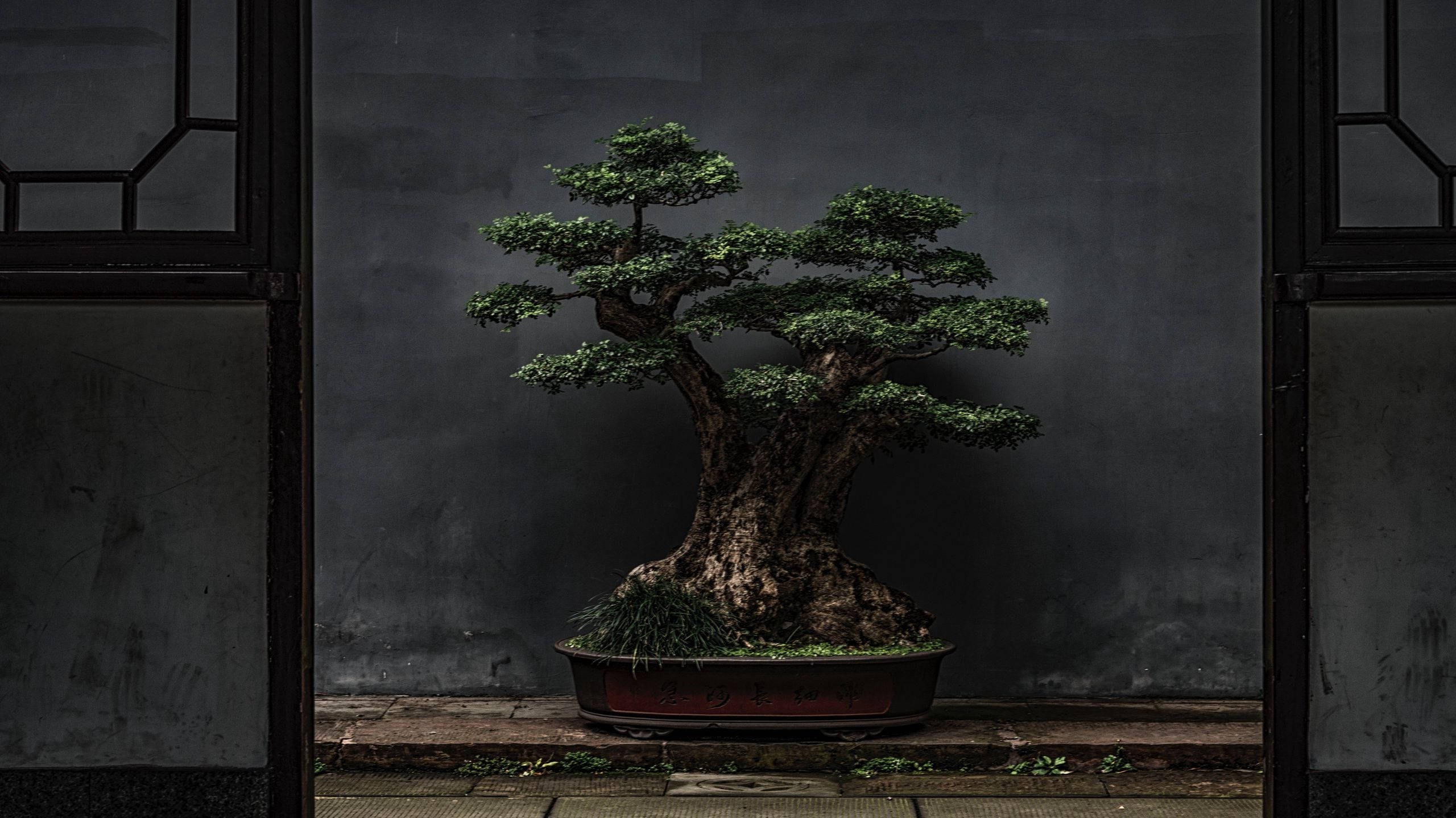 bonsai tree, clump style, gnarled bark, 2K Desktop Wallpaper