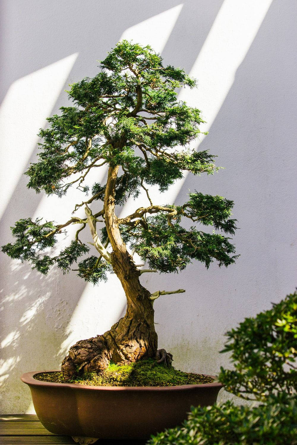 bonsai tree, moyogi upright style, lush green foliage, HD Phone Wallpaper