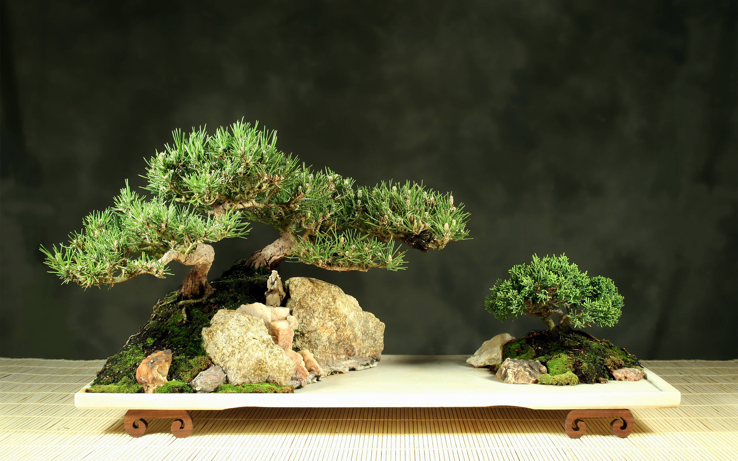 bonsai tree, white tray, bamboo mat, 2K Desktop Wallpaper