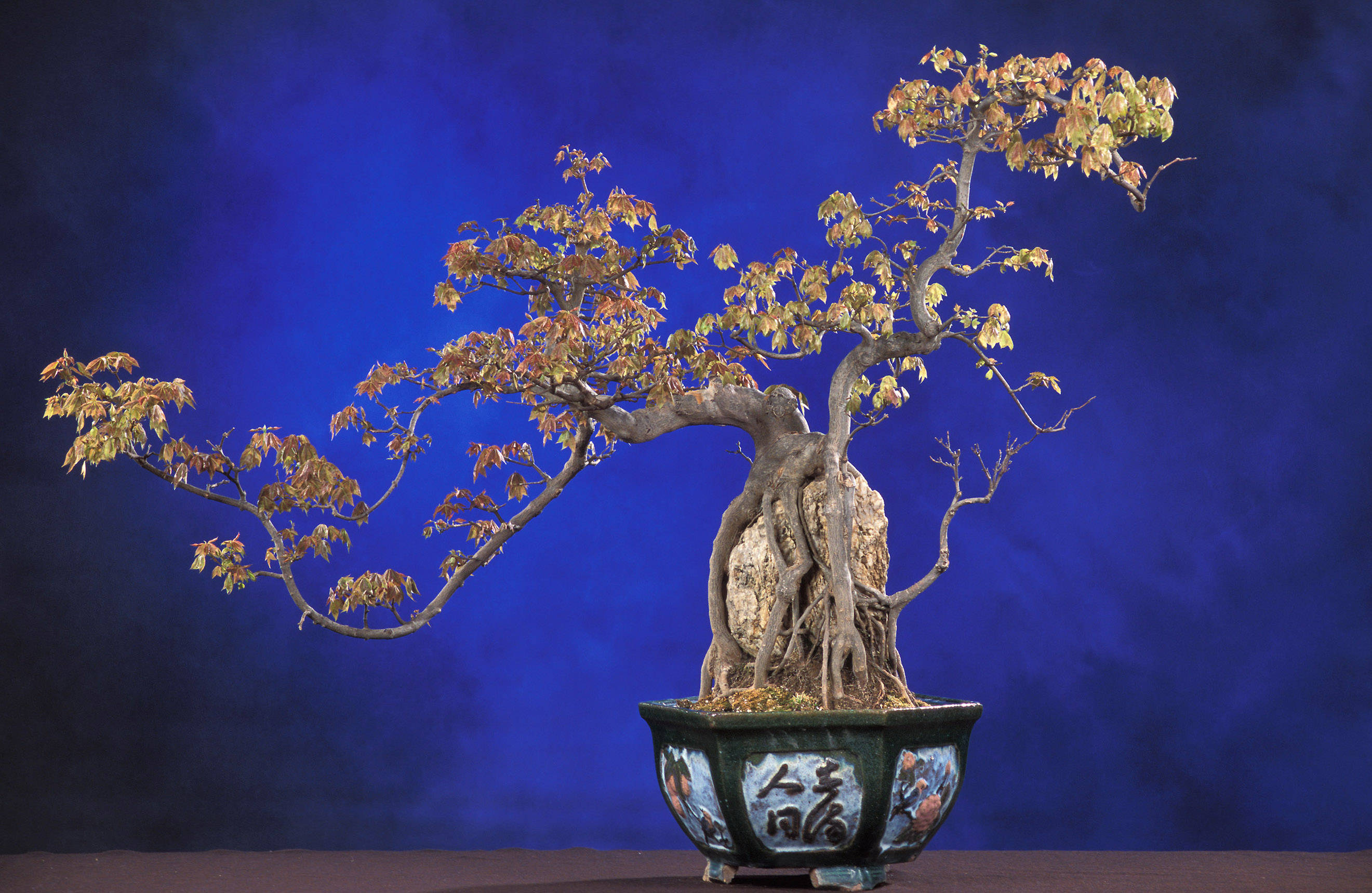 bonsai tree, full cascade, kengai style, 2K Desktop Wallpaper