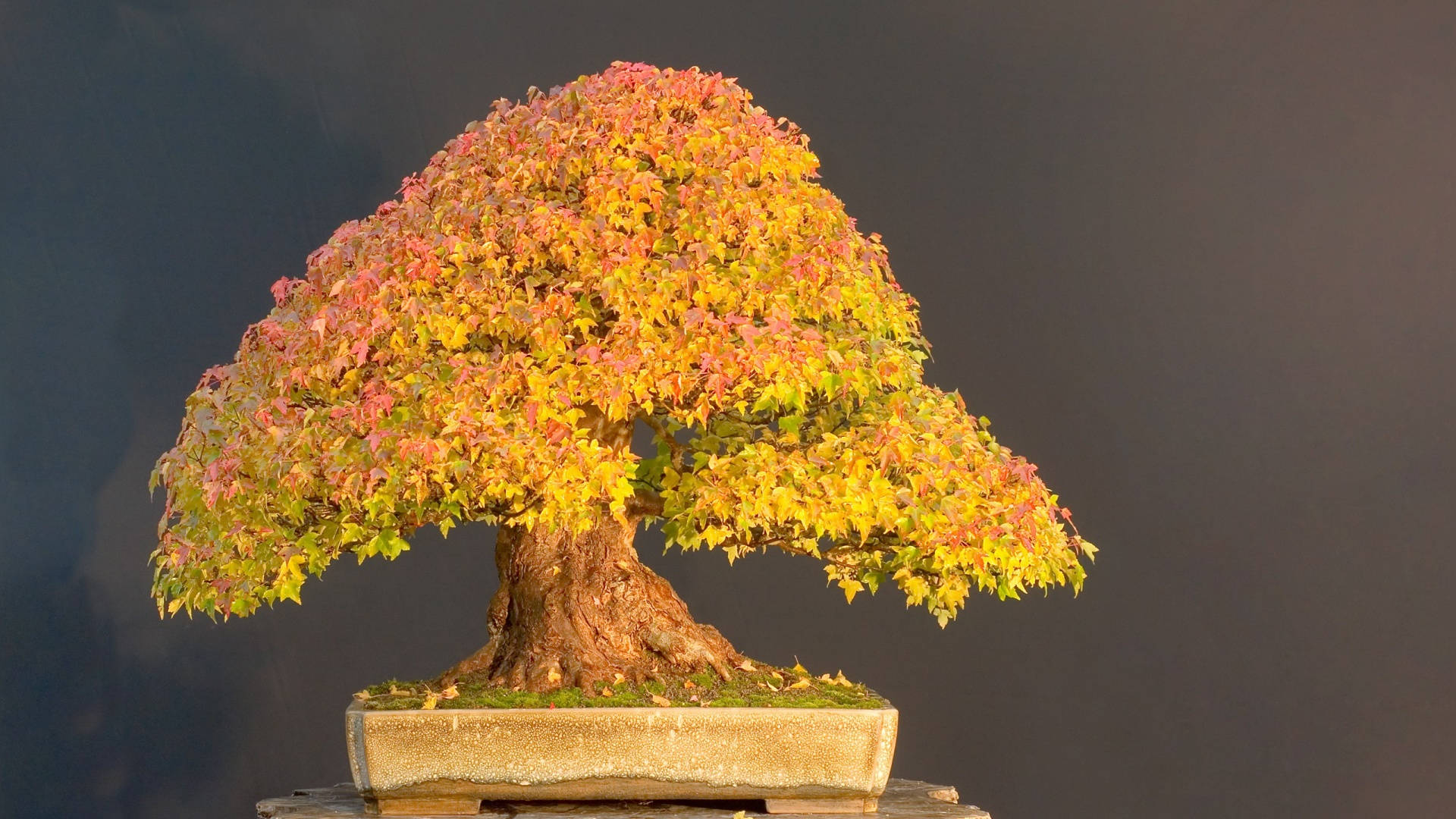 bonsai tree, chokan style, autumn leaves, Full HD Desktop Wallpaper