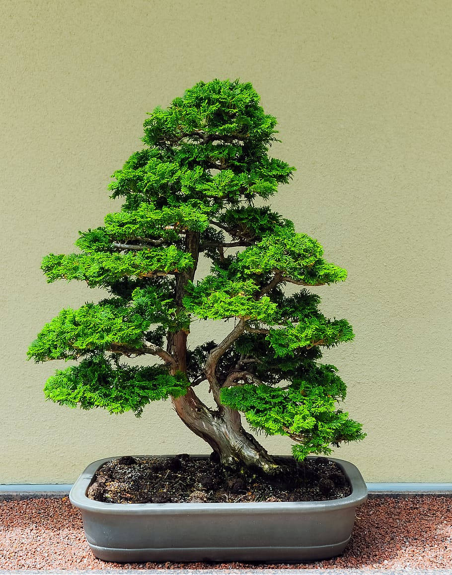 bonsai tree, chokan, gnarled trunk, SD Phone Wallpaper