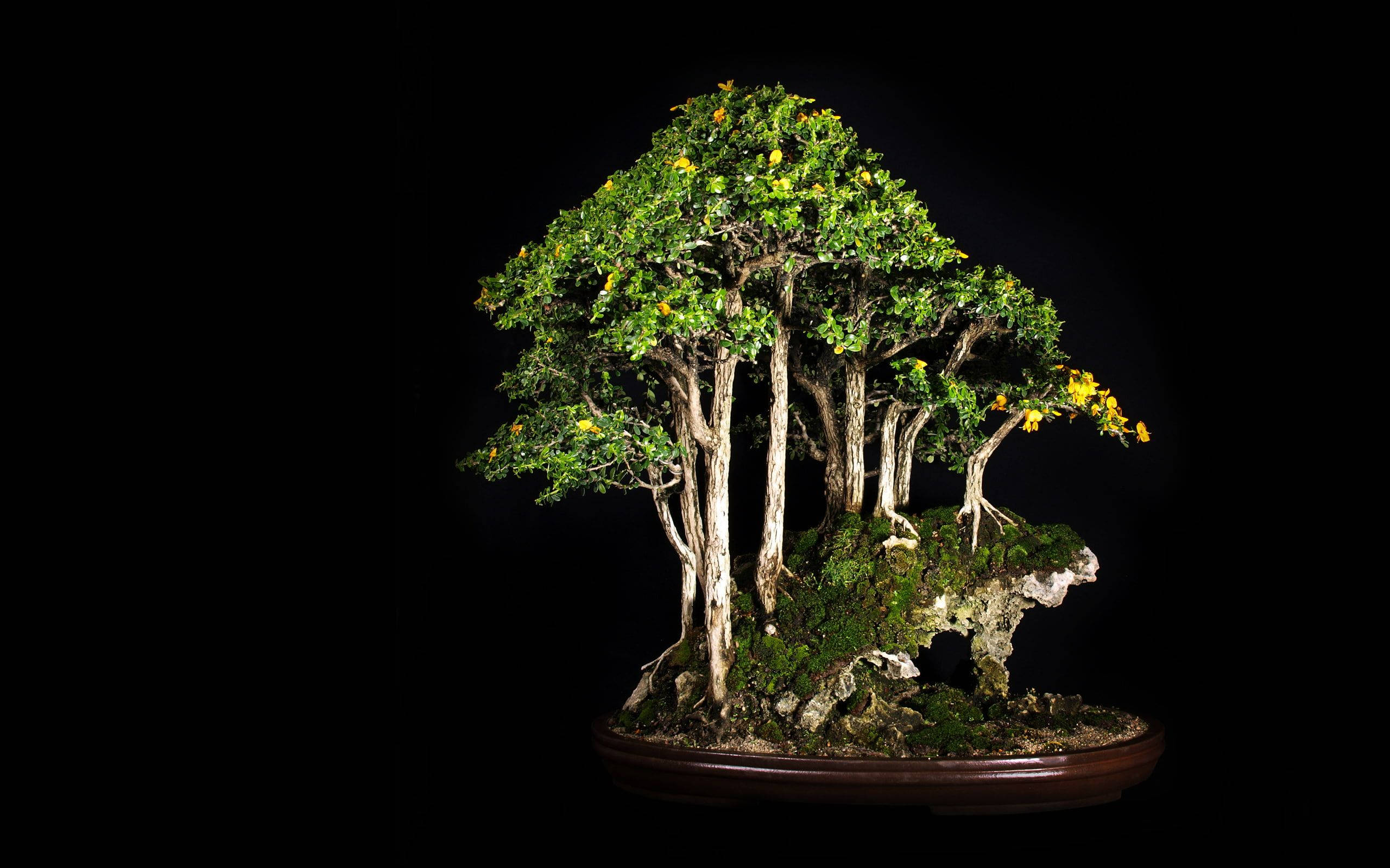 bonsai tree, vibrant green leaves, yellow blossoms, 2K Desktop Wallpaper