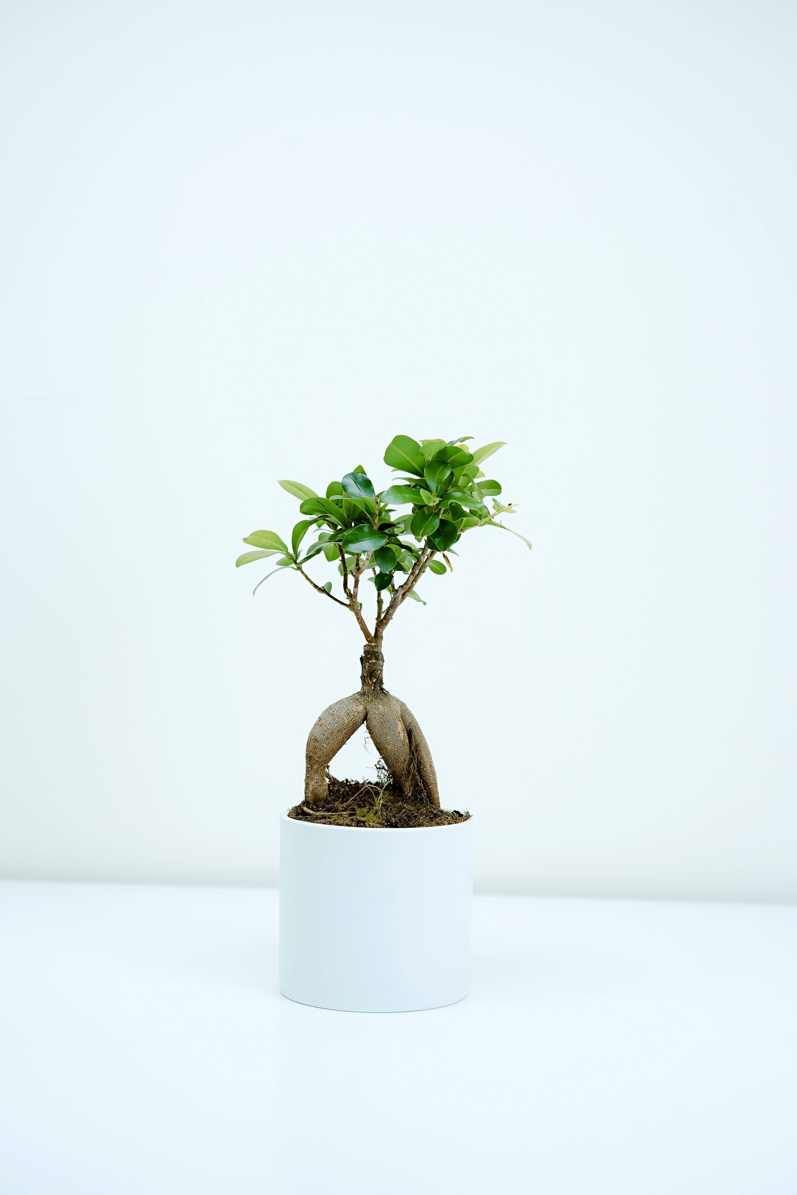 bonsai tree, exposed gnarled roots, lush green leaves, 4K Phone Wallpaper