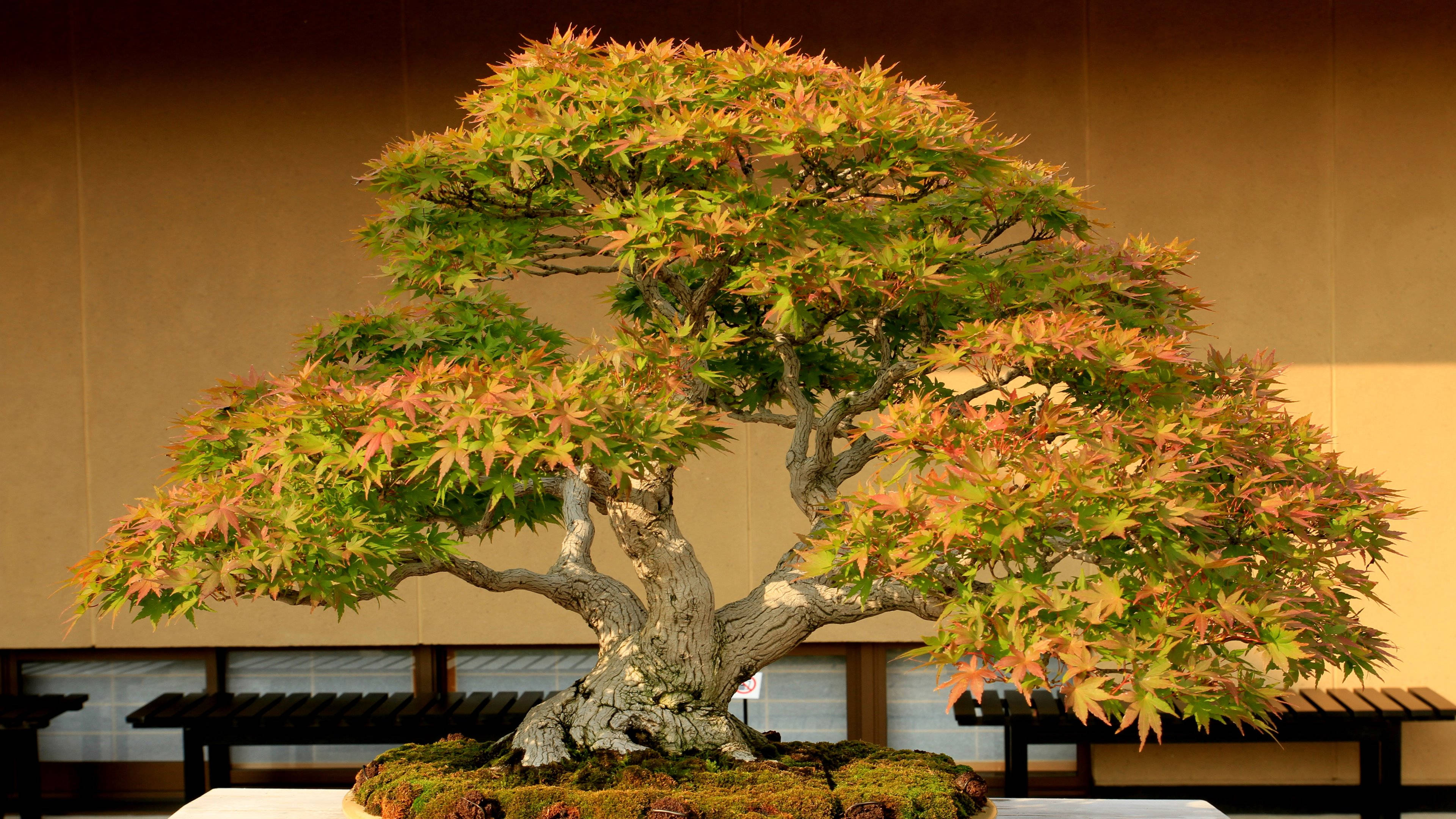 bonsai maple tree, semi-cascade style, vibrant green and orange leaves, 4K Desktop Wallpaper