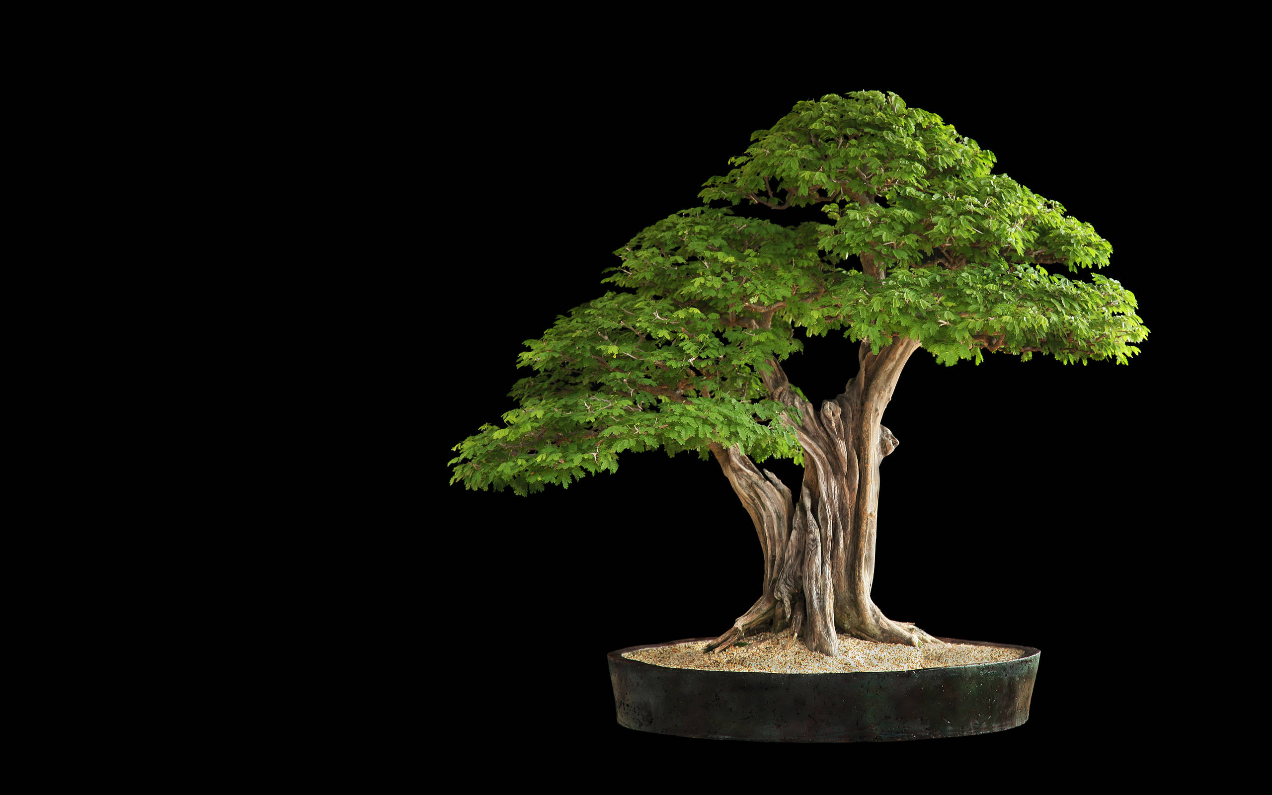 bonsai tree, formal upright style, gnarled trunk, 2K Desktop Wallpaper