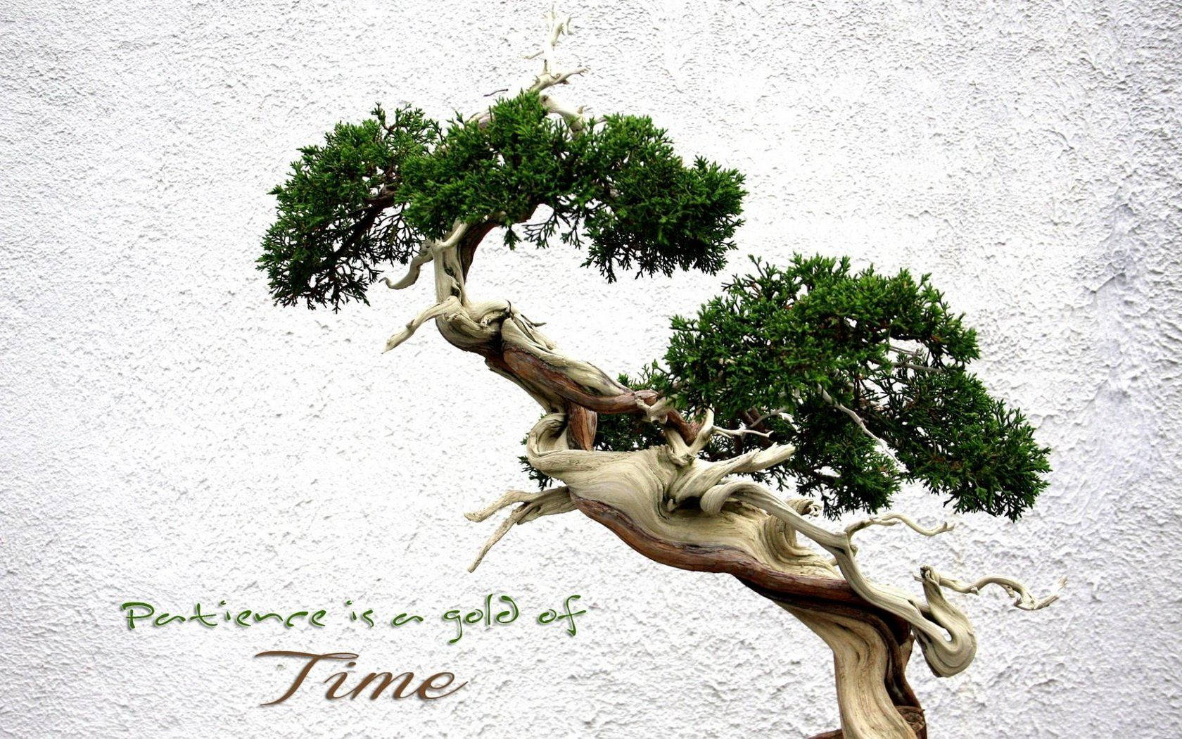 bonsai tree, lush green foliage, textured white wall, HD Desktop Wallpaper
