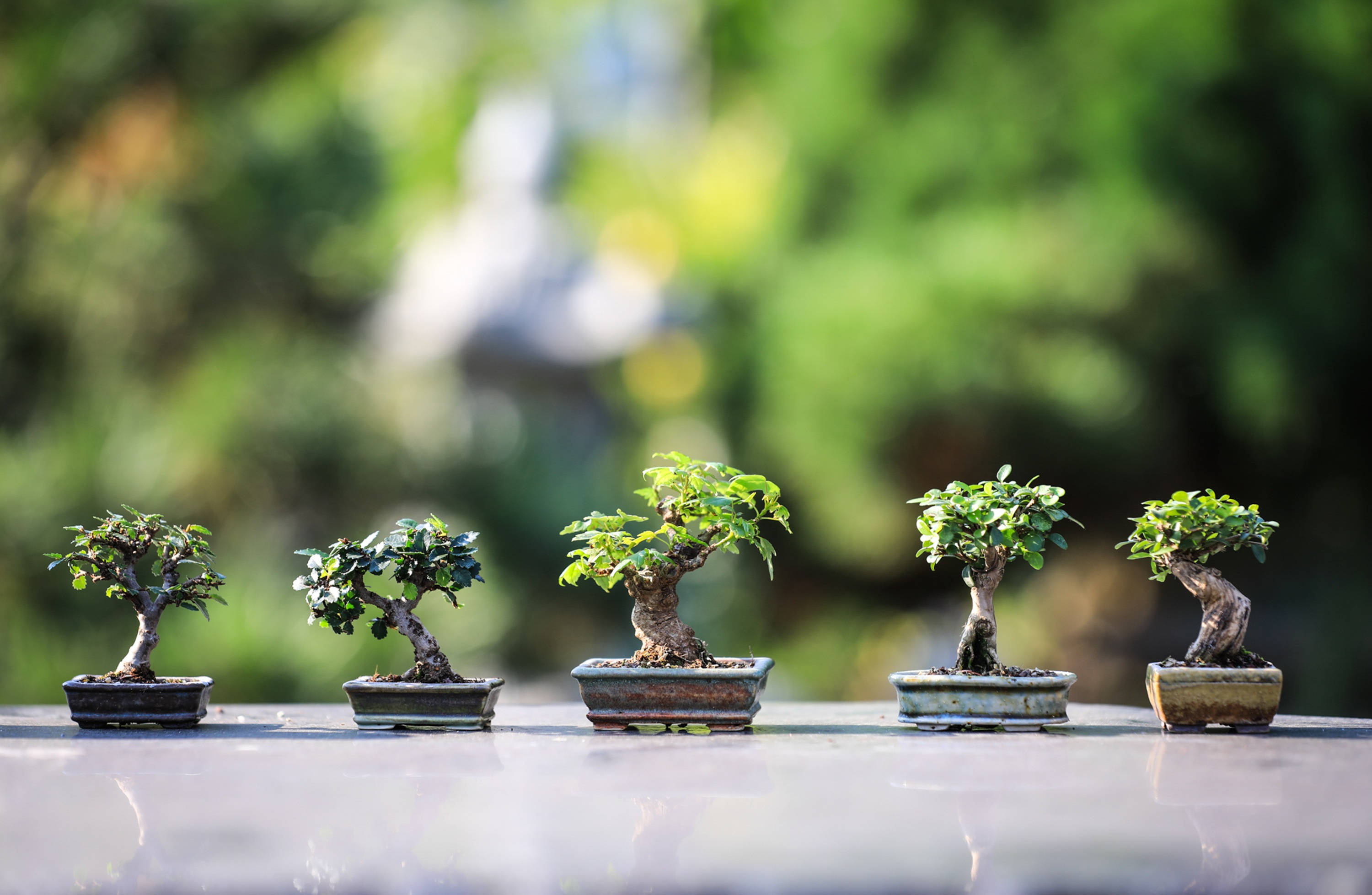 bonsai tree, ceramic pots, reflective surface, 2K Desktop Wallpaper
