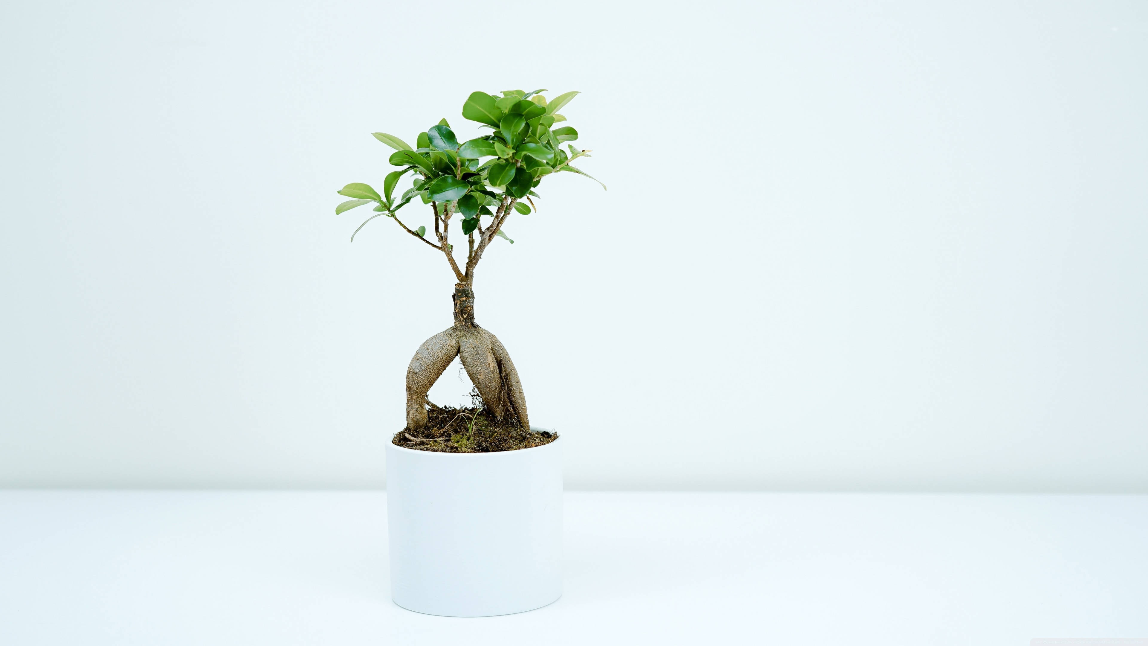 bonsai tree, exposed root style, potted bonsai tree, 4K Desktop Wallpaper