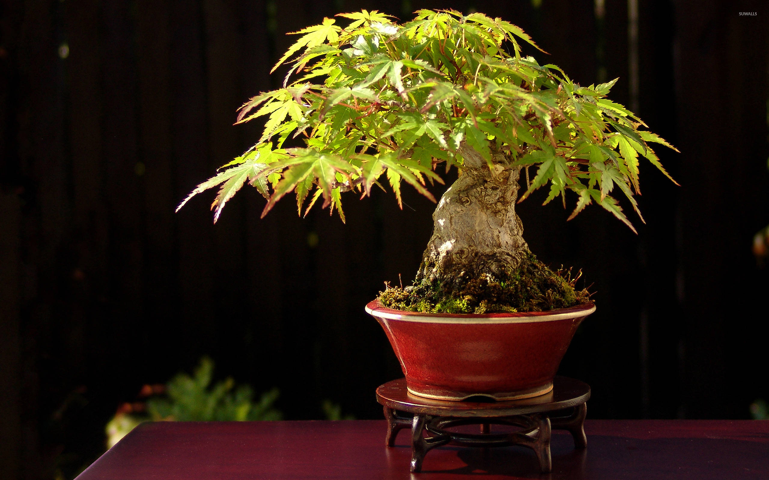 bonsai tree, formal upright style, maple bonsai tree, 2K Desktop Wallpaper