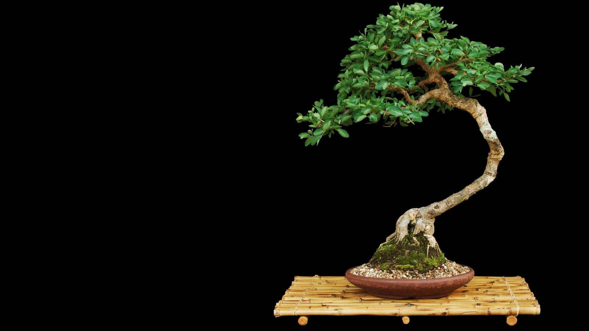 Informal Upright Bonsai Tree, terracotta pot, bamboo mat, Full HD Desktop Wallpaper
