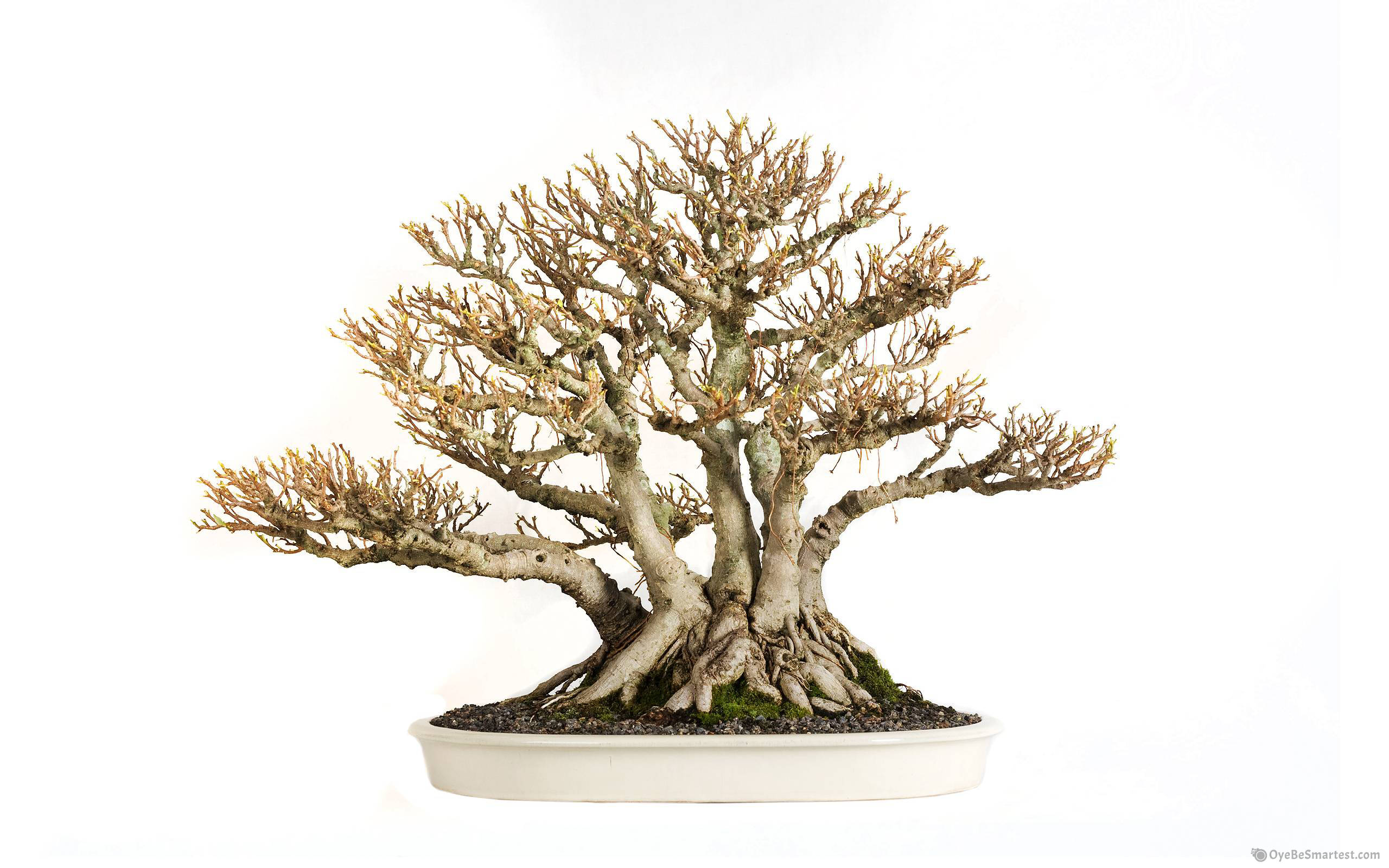 bonsai tree, exposed root style, gnarled branches, 2K Desktop Wallpaper