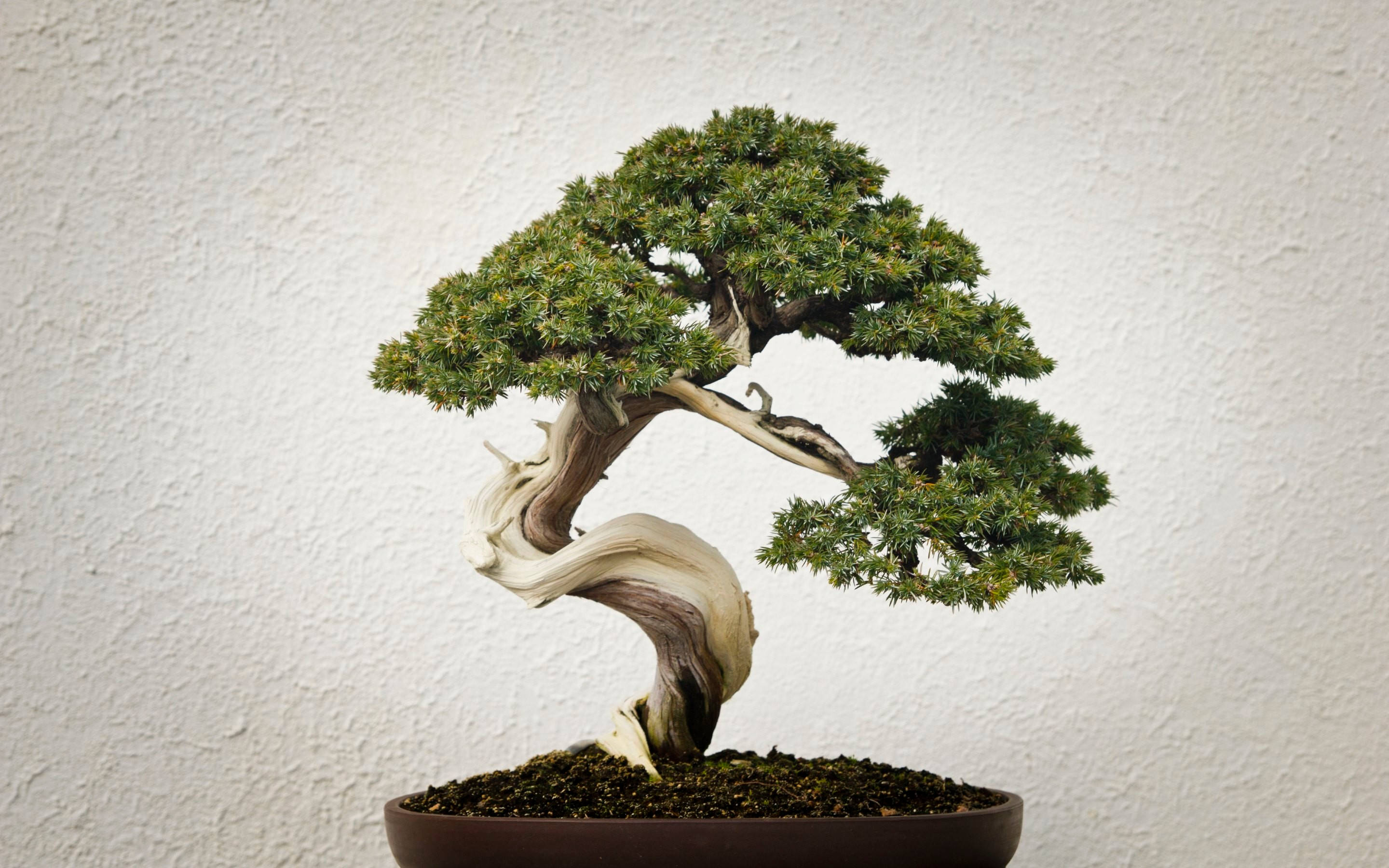 bonsai tree, informal upright style, dense green foliage, 2K Desktop Wallpaper