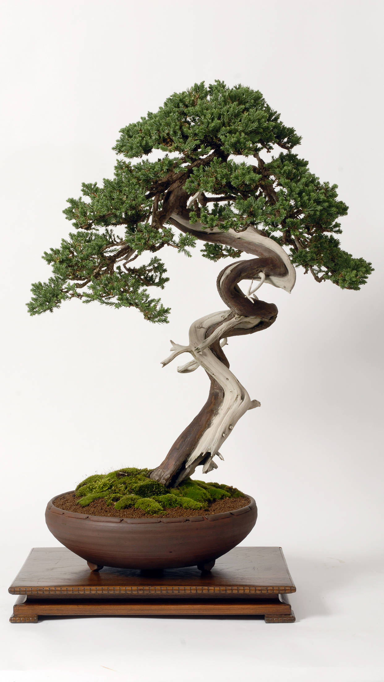 bonsai tree, moyogi style, lush green foliage, Full HD Phone Wallpaper