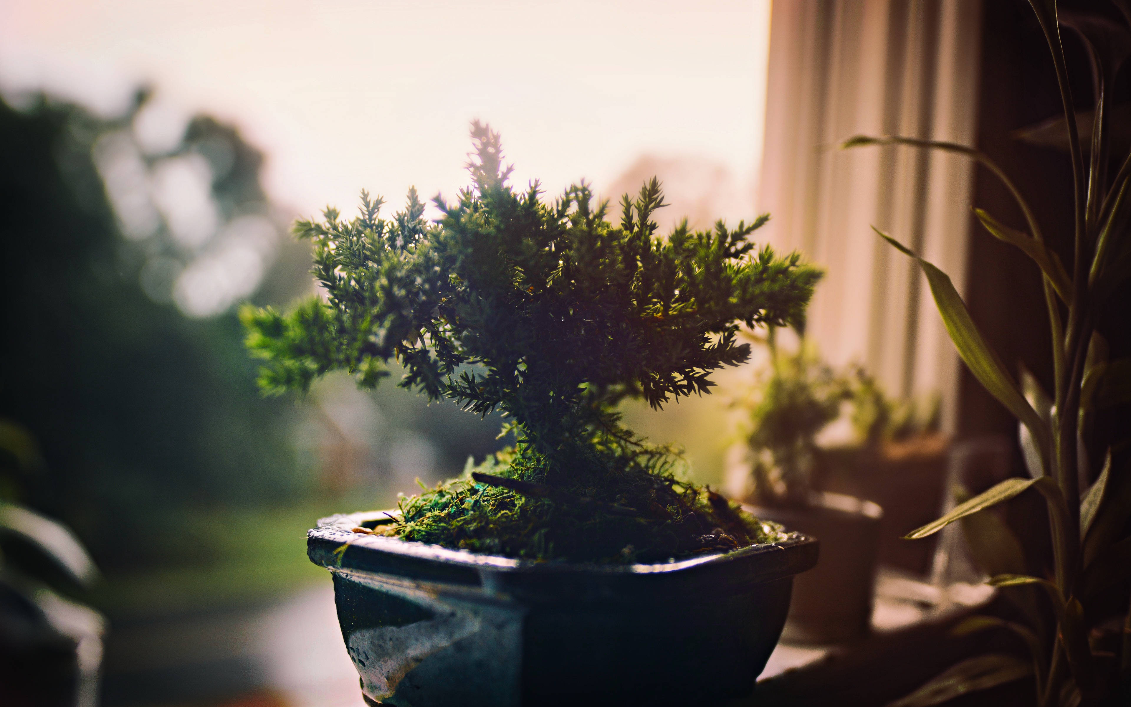 bonsai tree, dark pot, warm sunlight, 4K Desktop Wallpaper