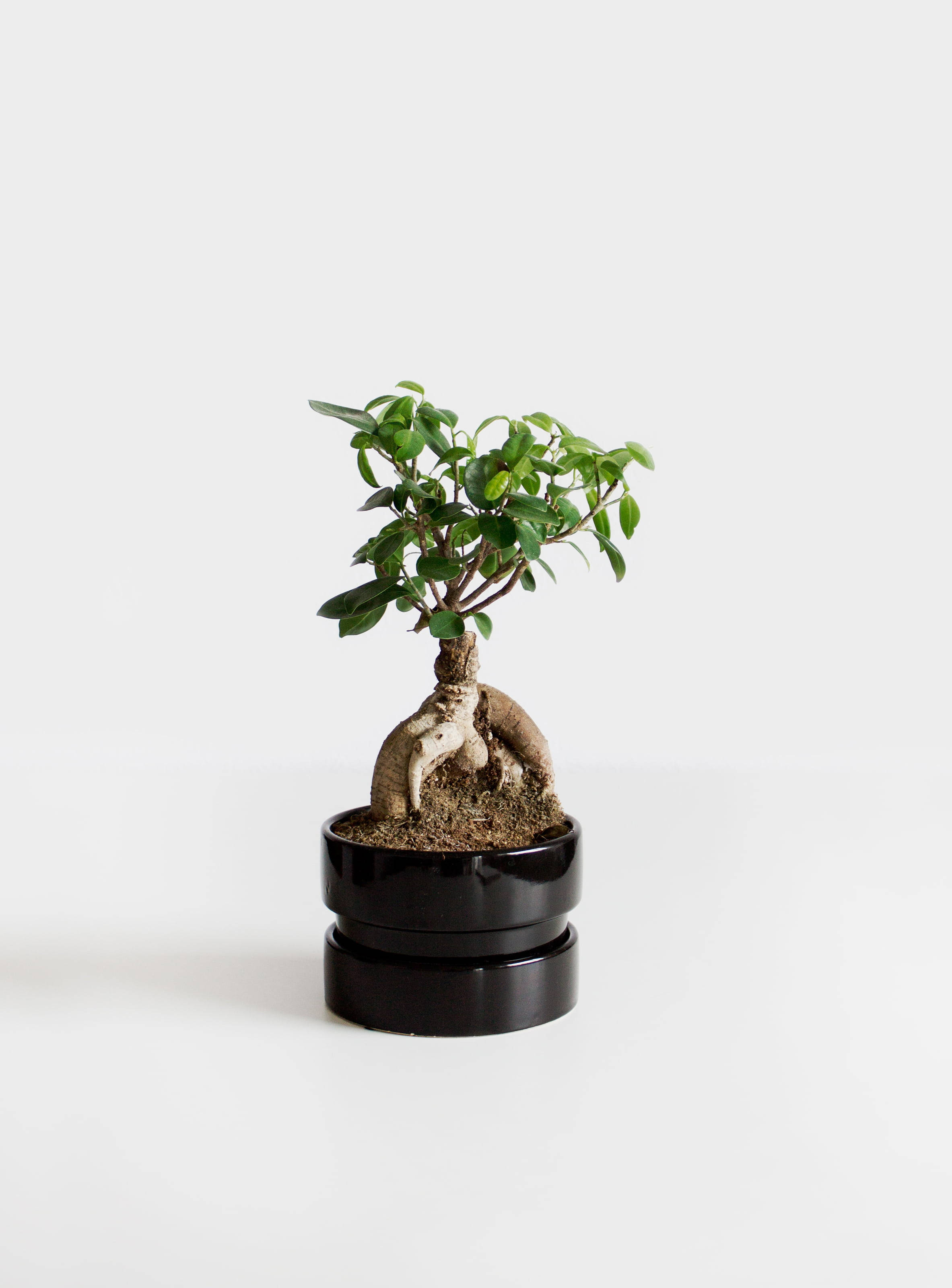 white minimalist bonsai plant, exposed roots, glossy black pot, 2K Phone Wallpaper