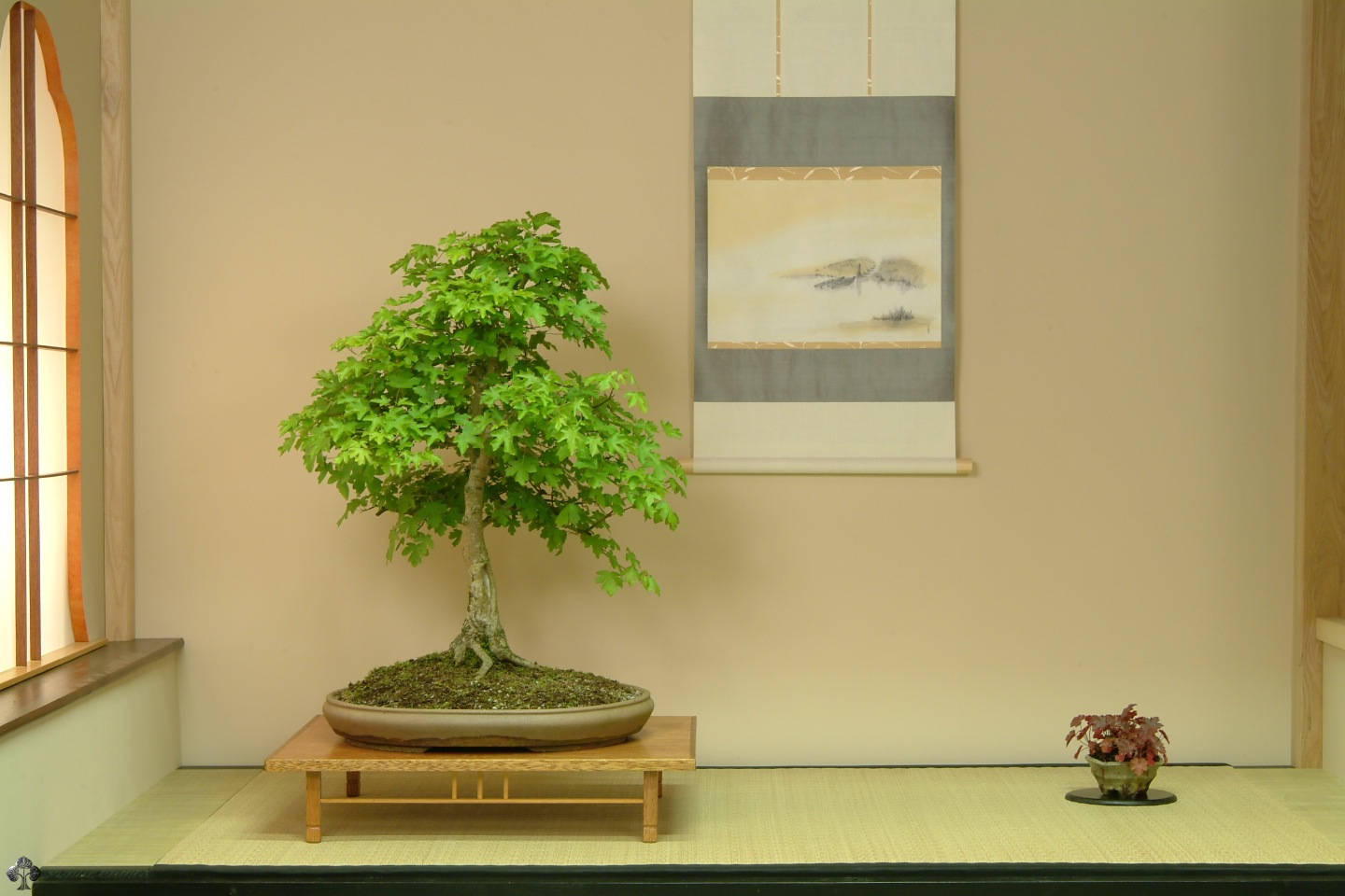 bonsai tree, upright plant, wooden stand, HD Desktop Wallpaper