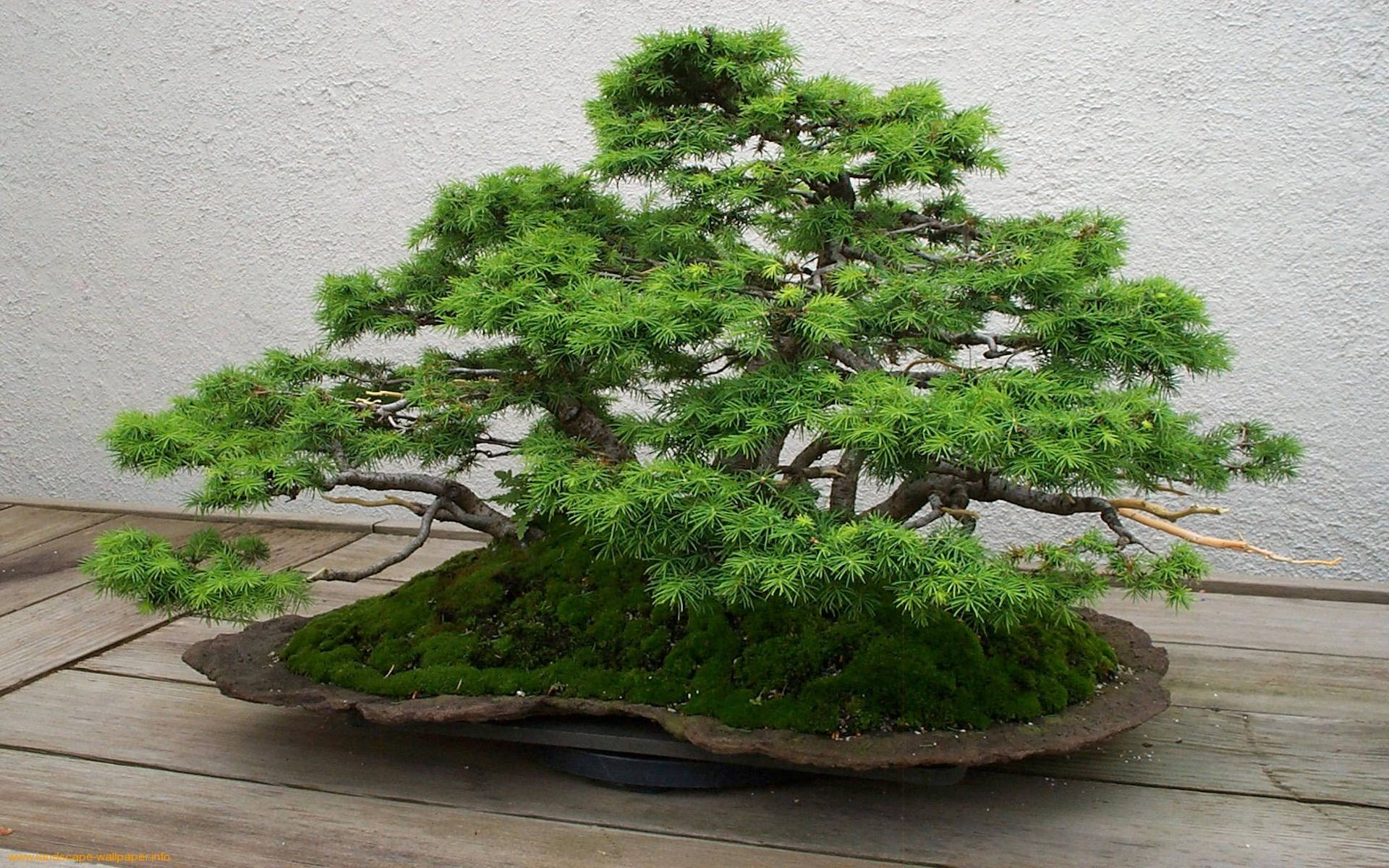 bonsai tree, lush green, intricate branches, Full HD Desktop Wallpaper