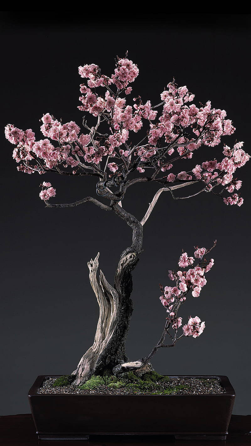 bonsai tree, cherry blossoms, delicate pink flowers, HD Phone Wallpaper