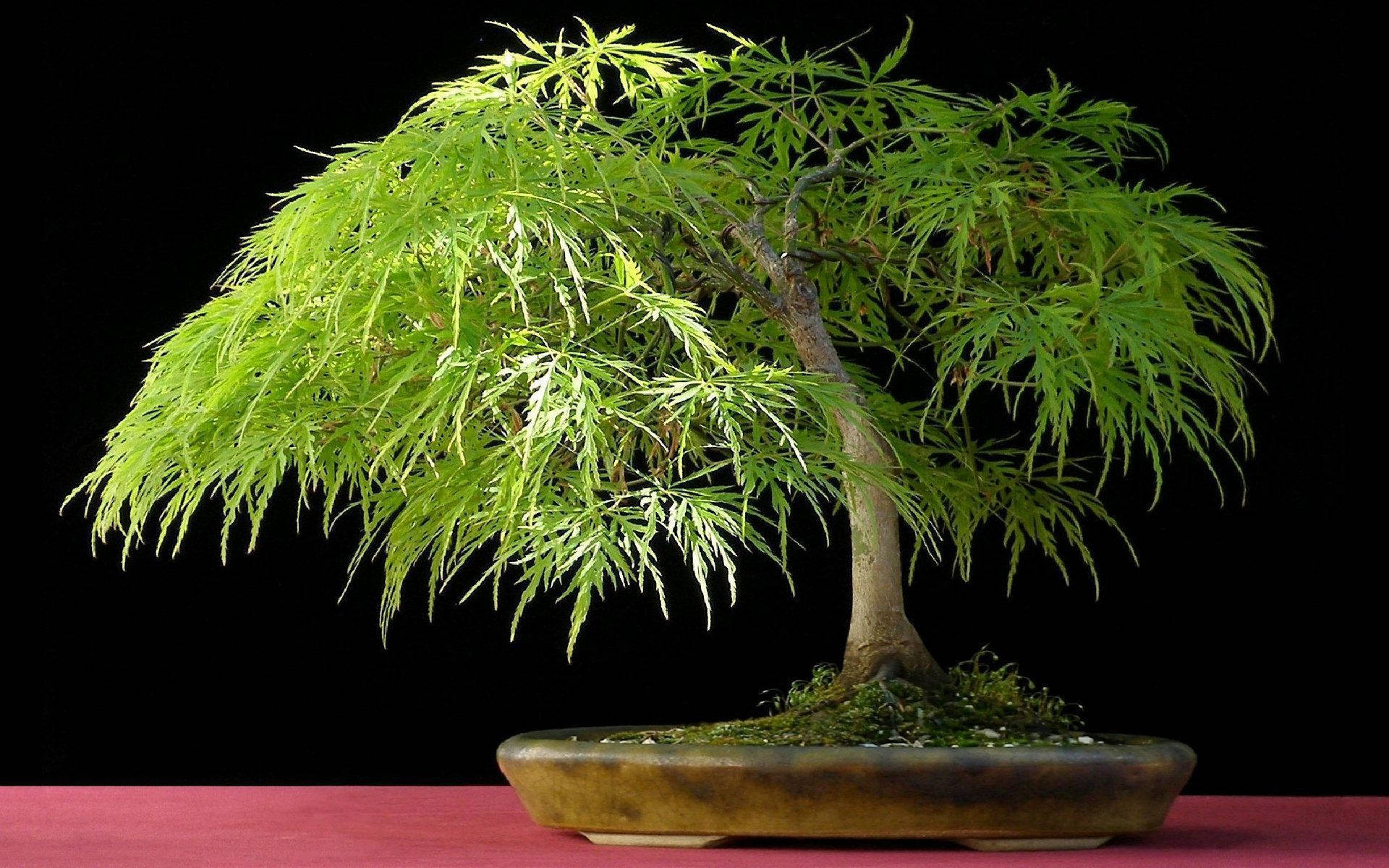 bonsai tree, weeping style, vibrant green, Full HD Desktop Wallpaper