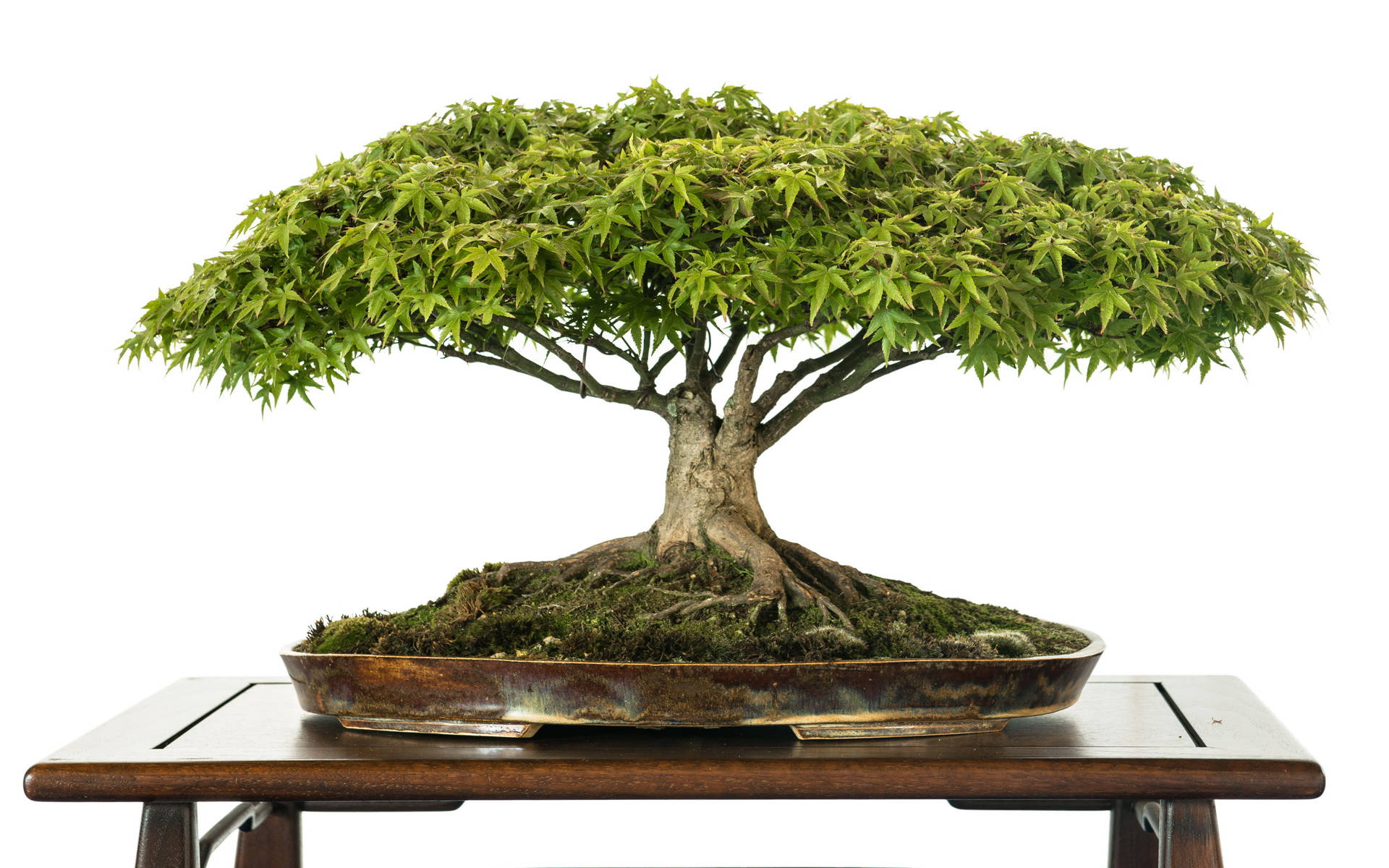 bonsai tree, maple bonsai tree, intricate roots, Full HD Desktop Wallpaper