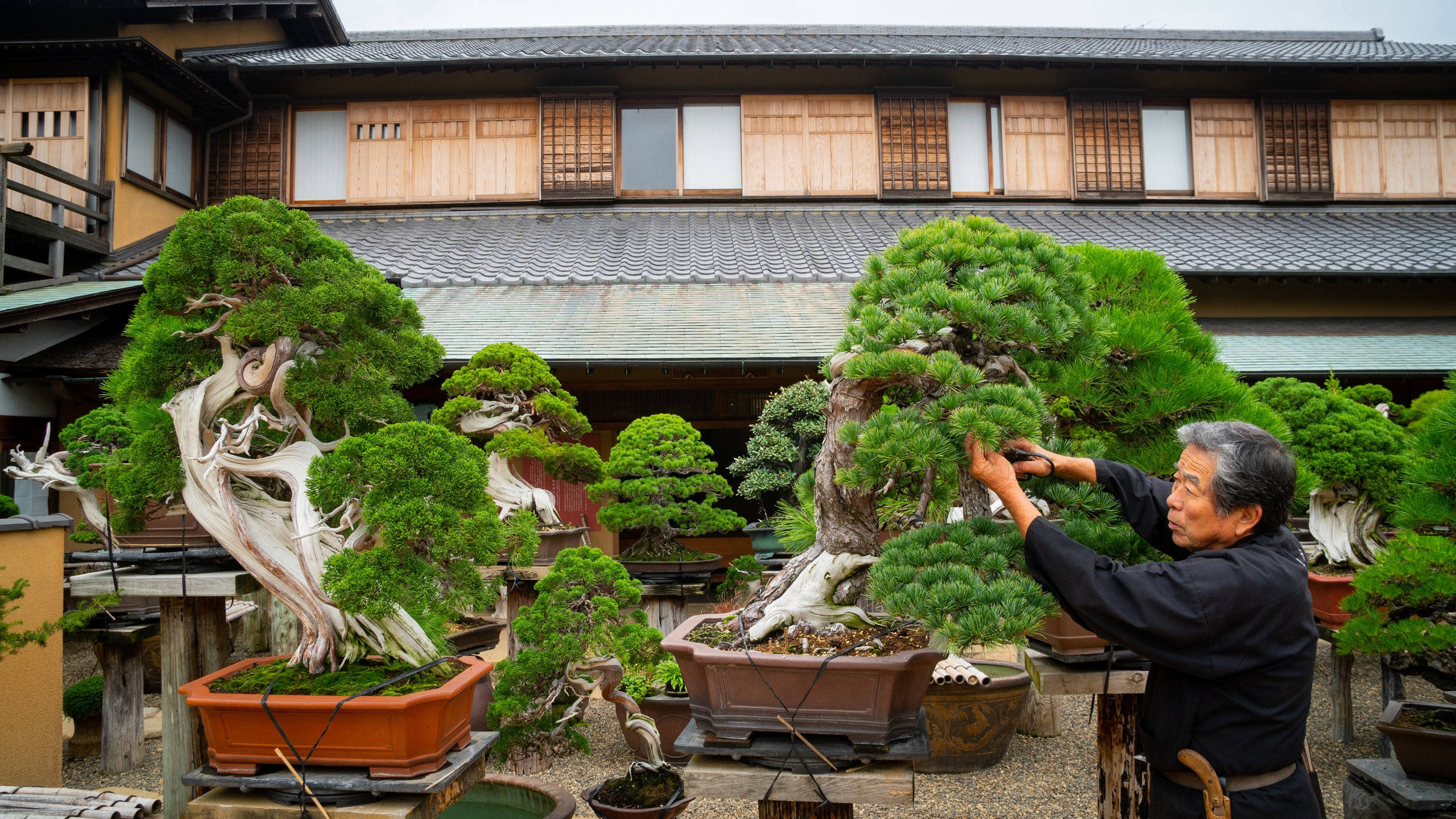 Japanese Gardener, bonsai, lush green pine tree, 2K Desktop Wallpaper