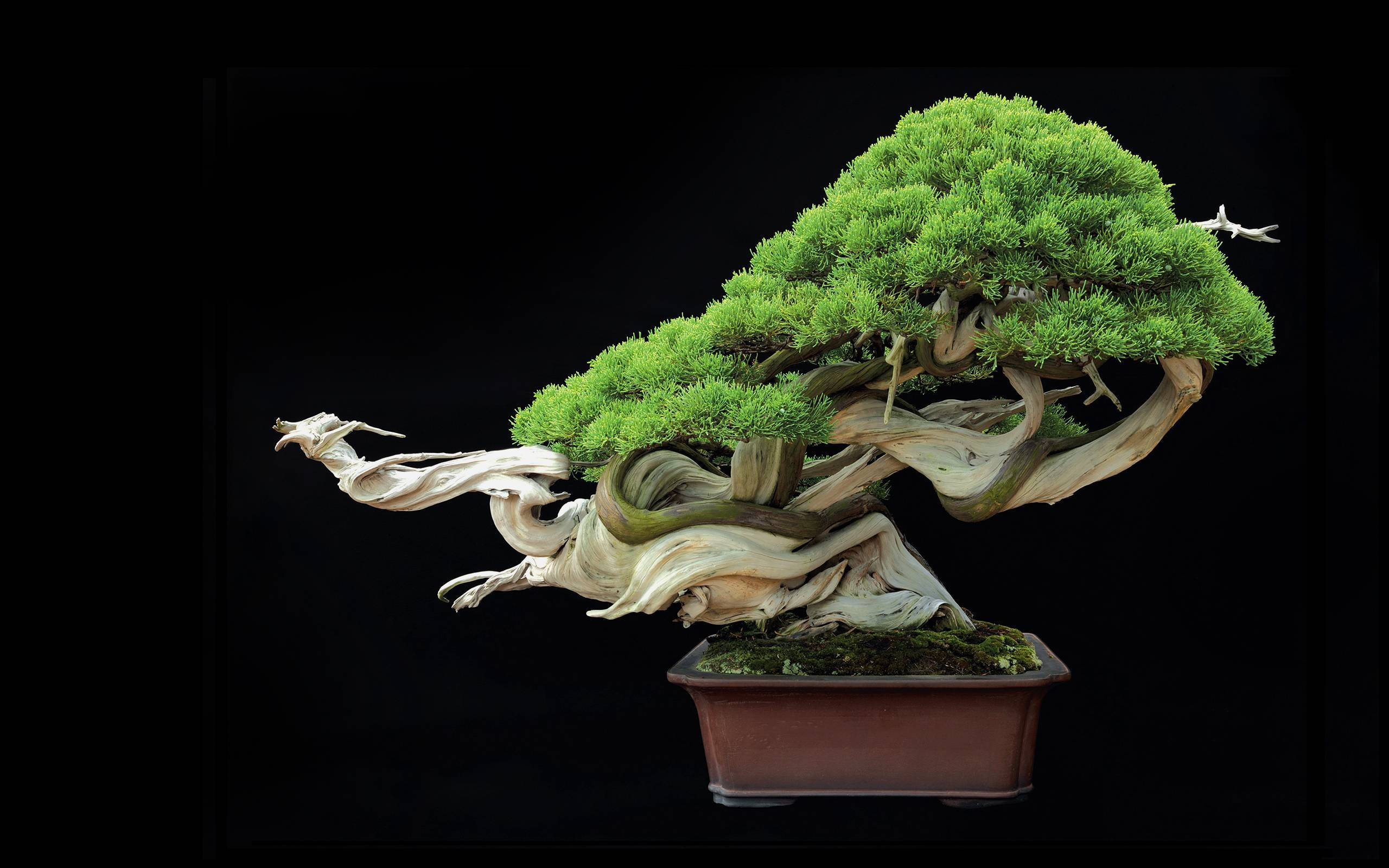 bonsai tree, vibrant green foliage, gnarled weathered trunk, 2K Desktop Wallpaper