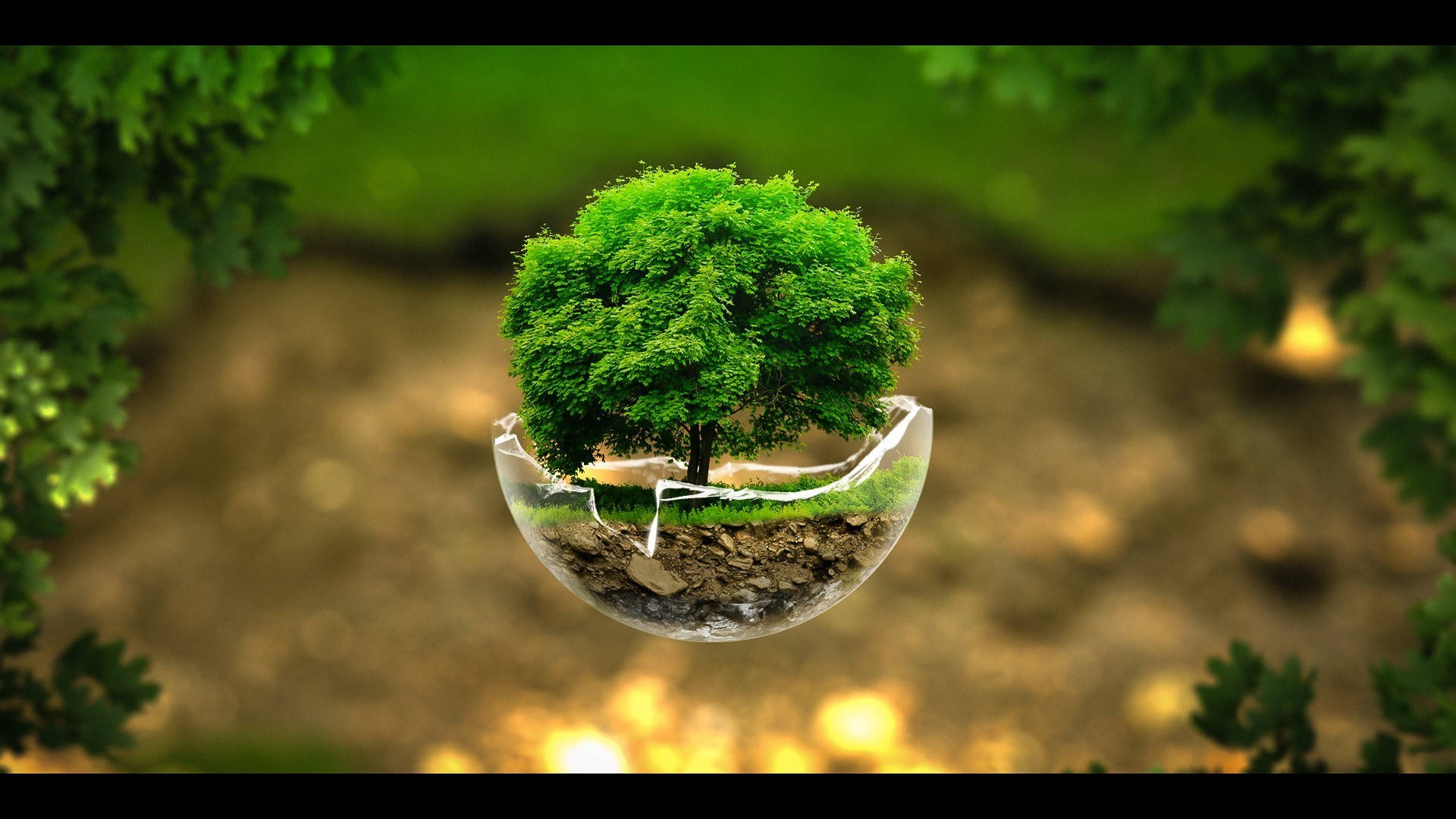bonsai tree, broken bowl, cracked glass sphere, Full HD Desktop Wallpaper