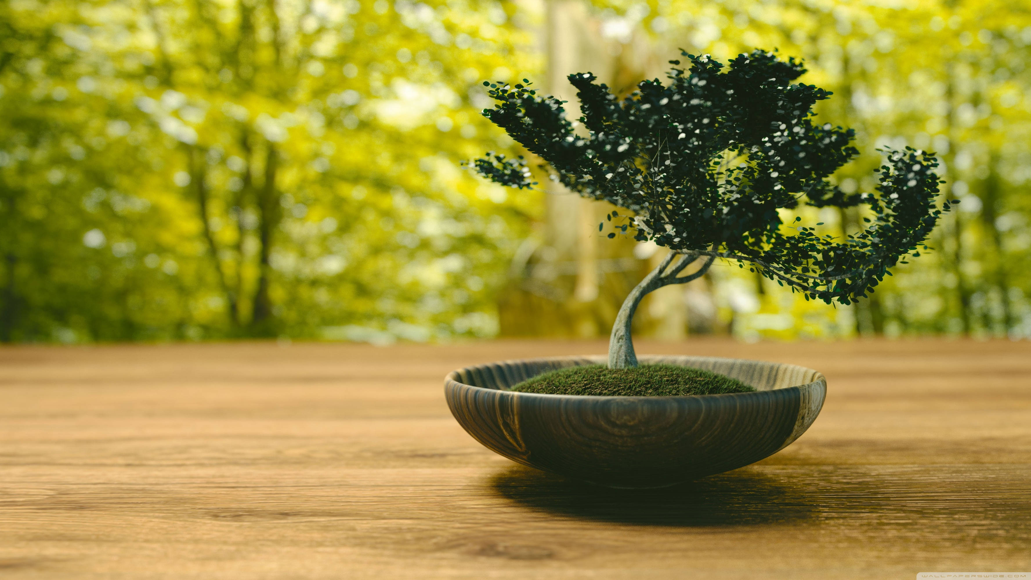 bonsai tree, slanting style, wooden bowl, 2K Desktop Wallpaper