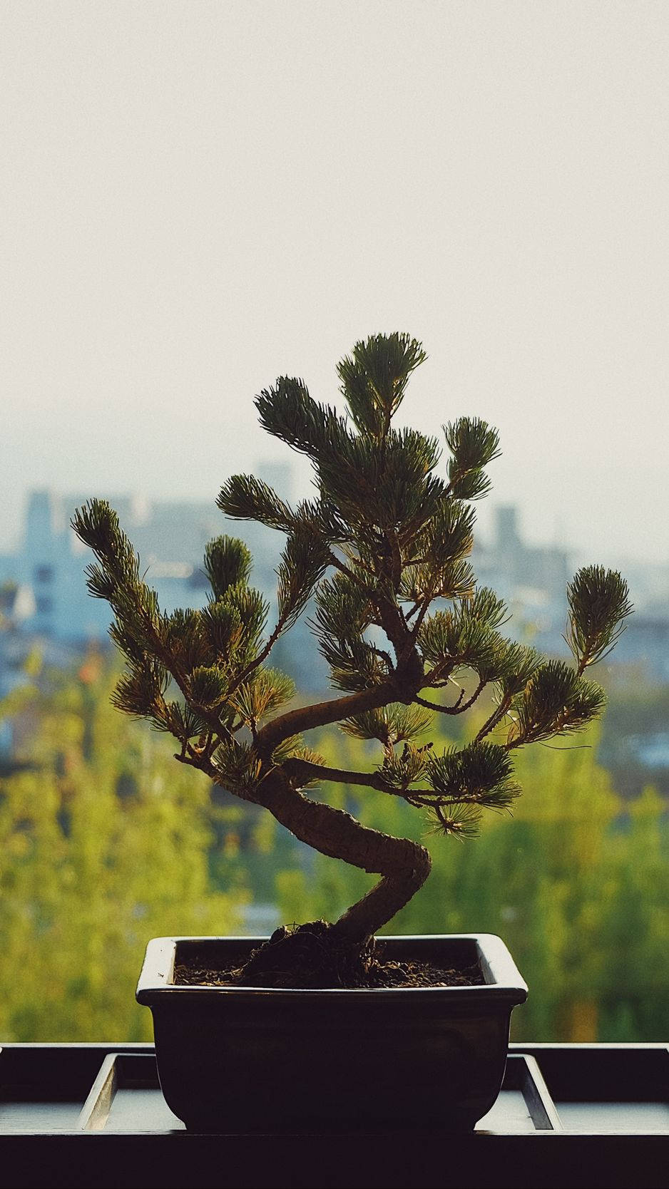 bonsai pine, black pot, windowsill, HD Phone Wallpaper