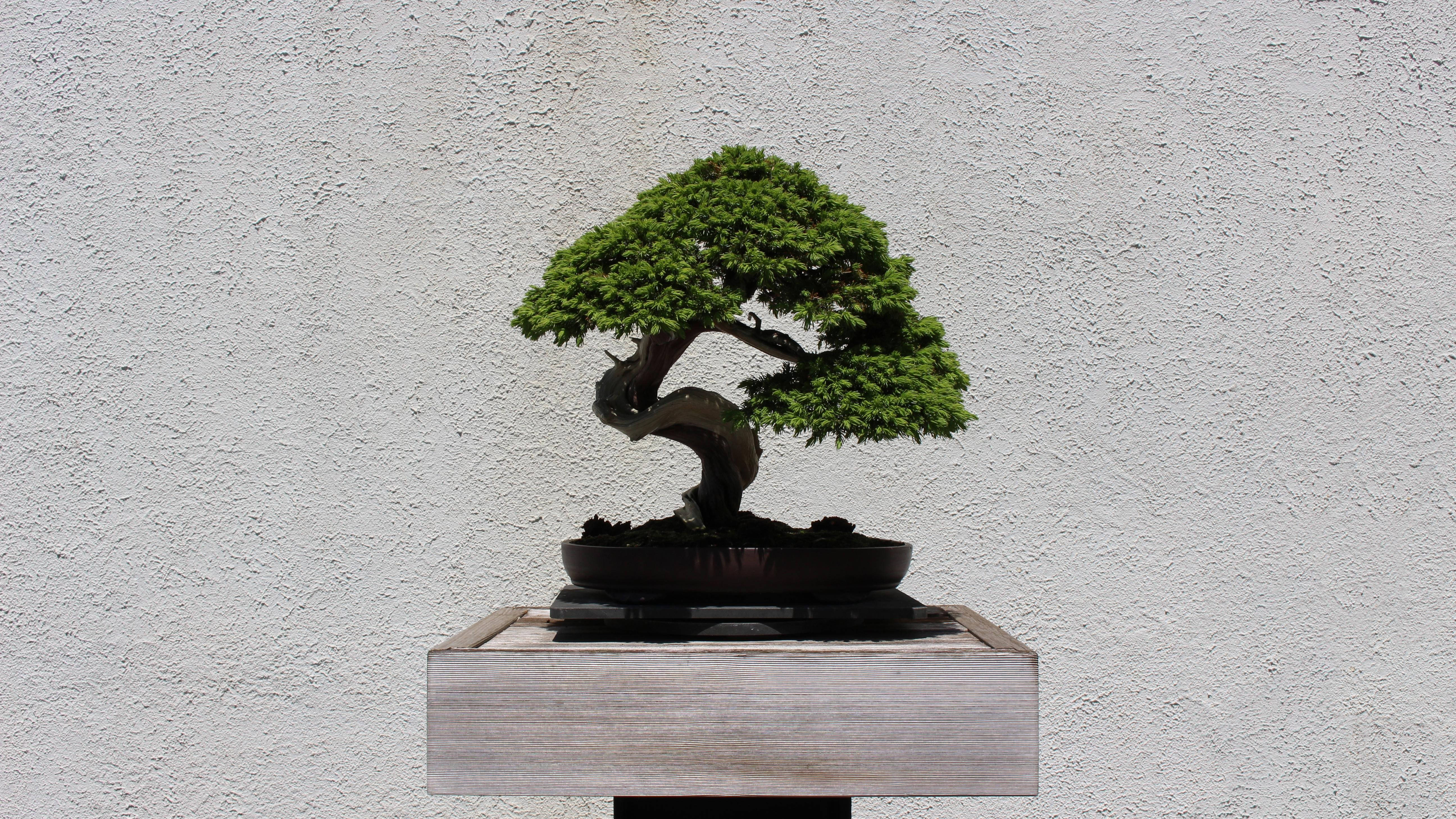 Moyogi-style bonsai, lush green foliage, dark pot, 5K Desktop Wallpaper