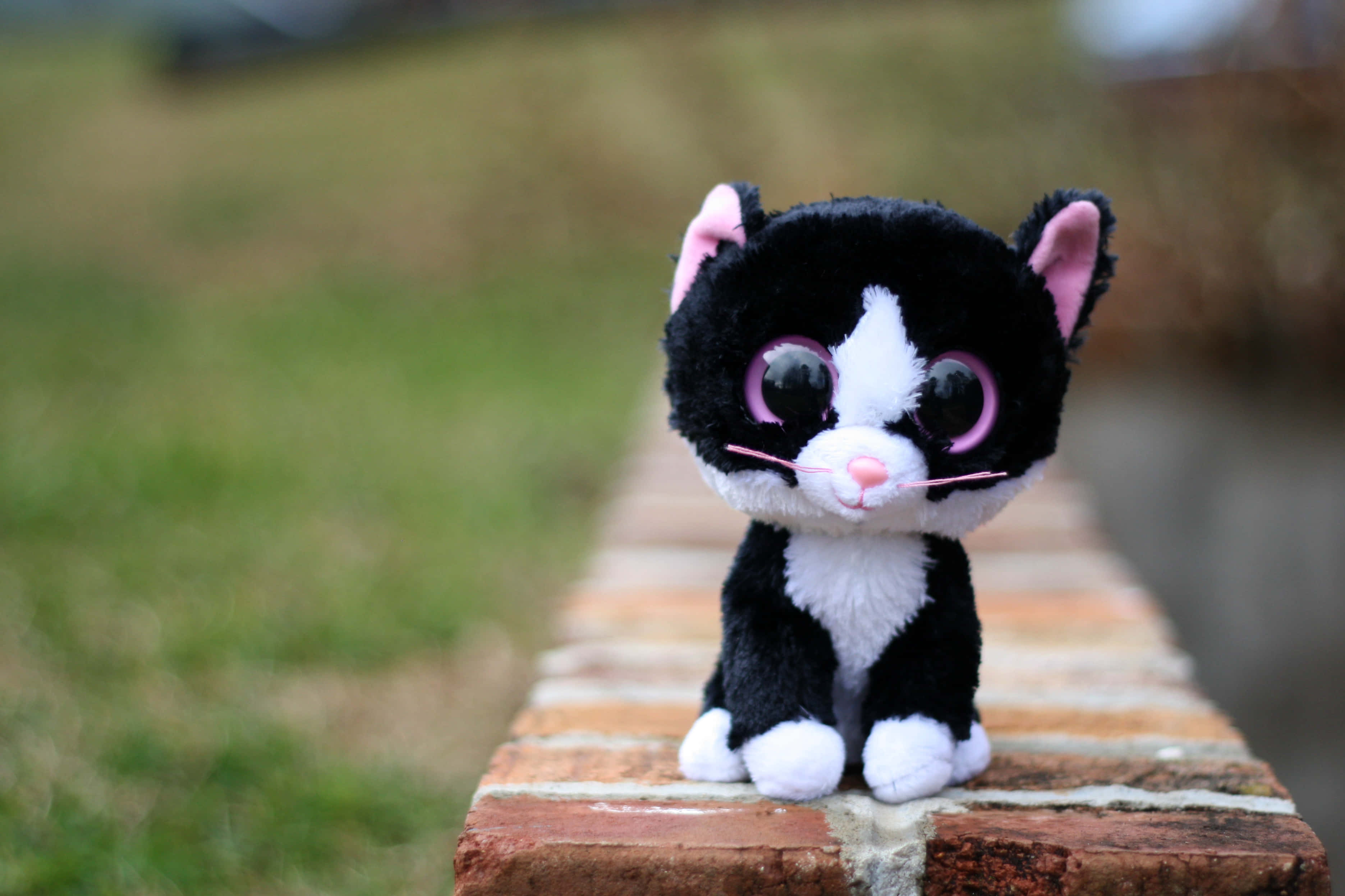 Boo And Stuff, black and white plush cat, pink ears, 2K Desktop Wallpaper