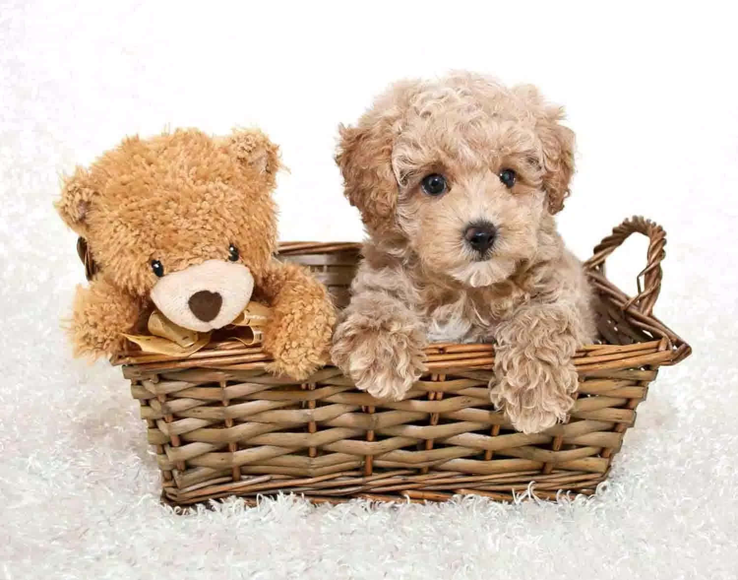 Boo And Stuff, teddy bear, puppy, HD Desktop Wallpaper