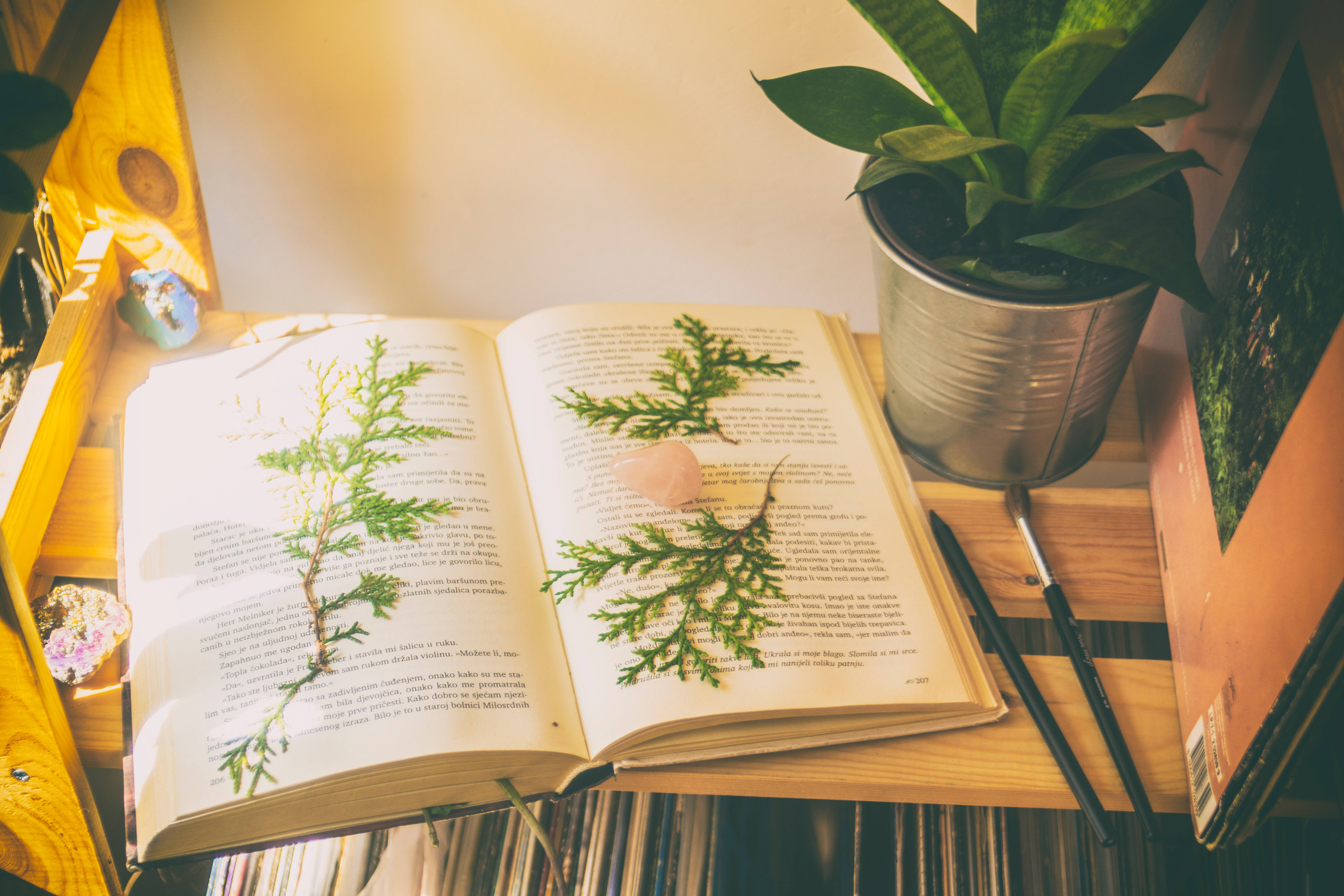 open book, wooden desk, pressed greenery, 5K Desktop Wallpaper