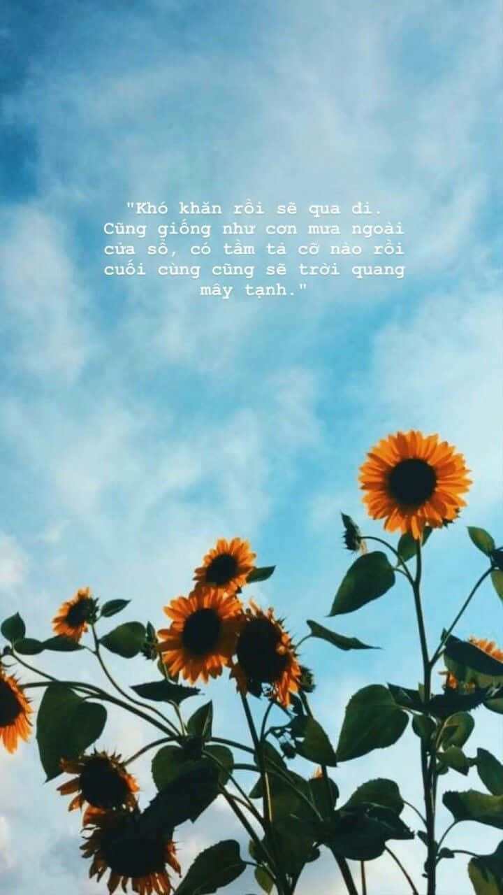sunflower, bright blue sky, wispy clouds, HD Phone Wallpaper