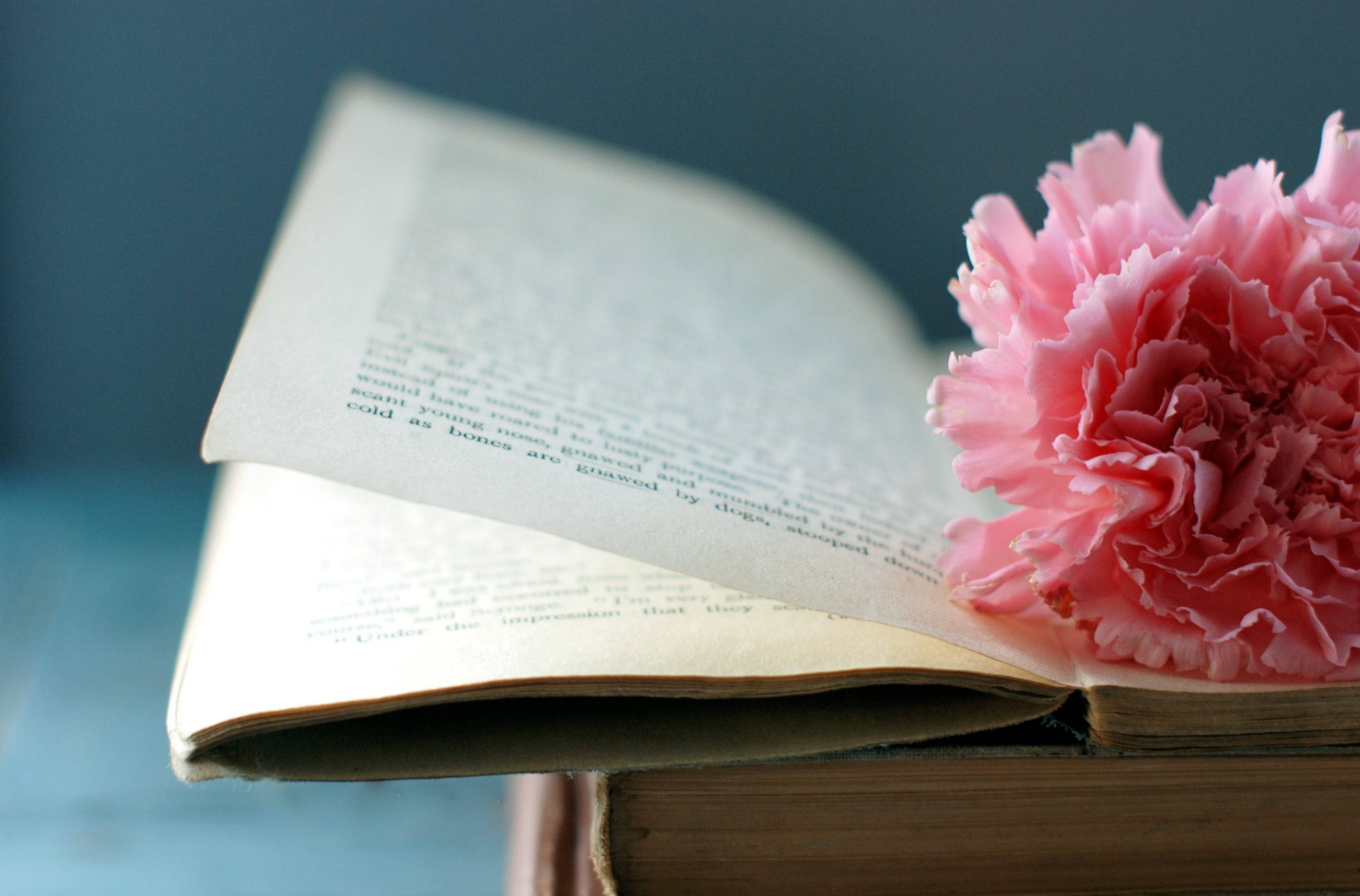 open book, carnation, vintage book, 2K Desktop Wallpaper