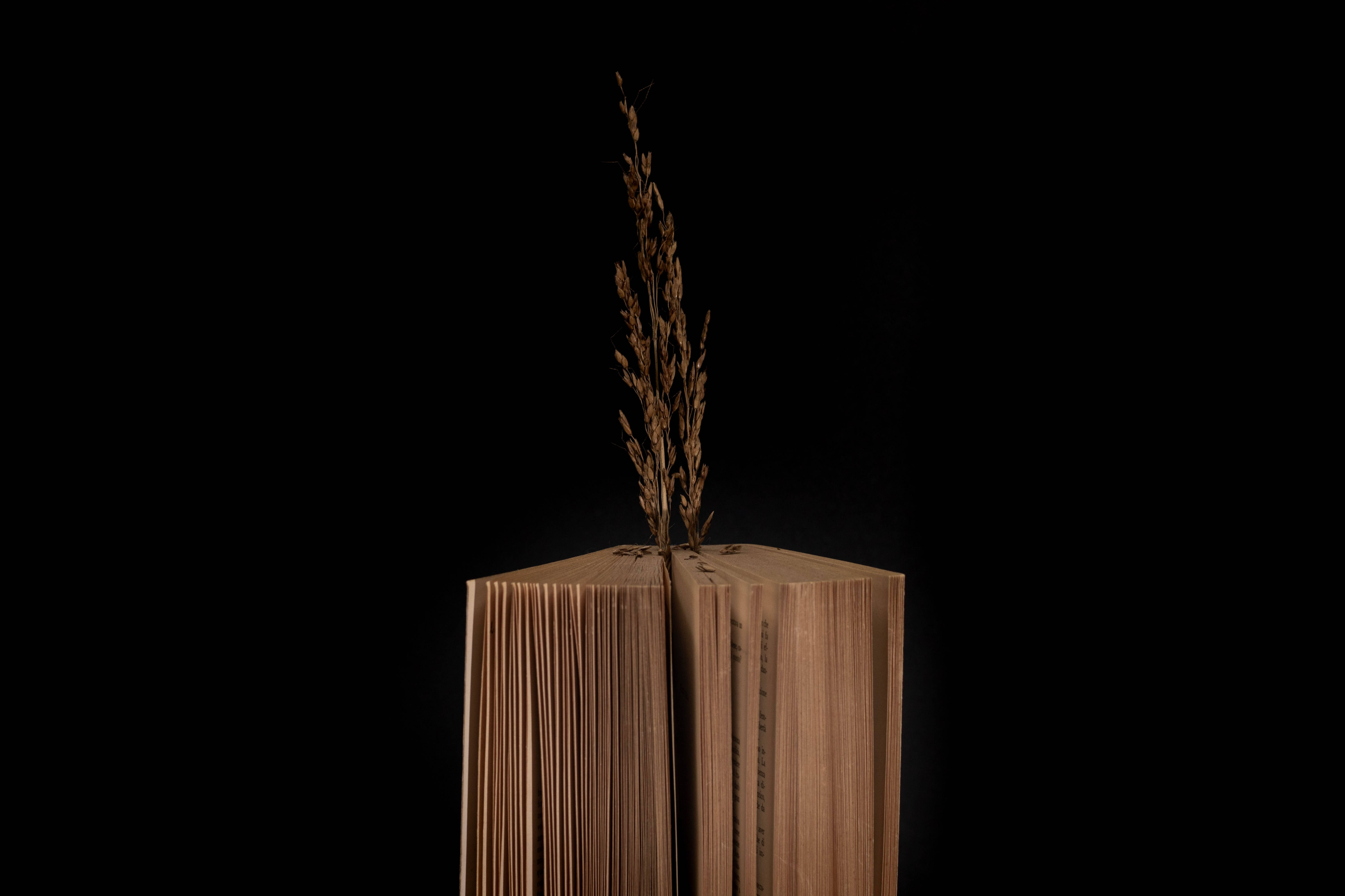 book, dried grass stalk, black background, 5K Desktop Wallpaper
