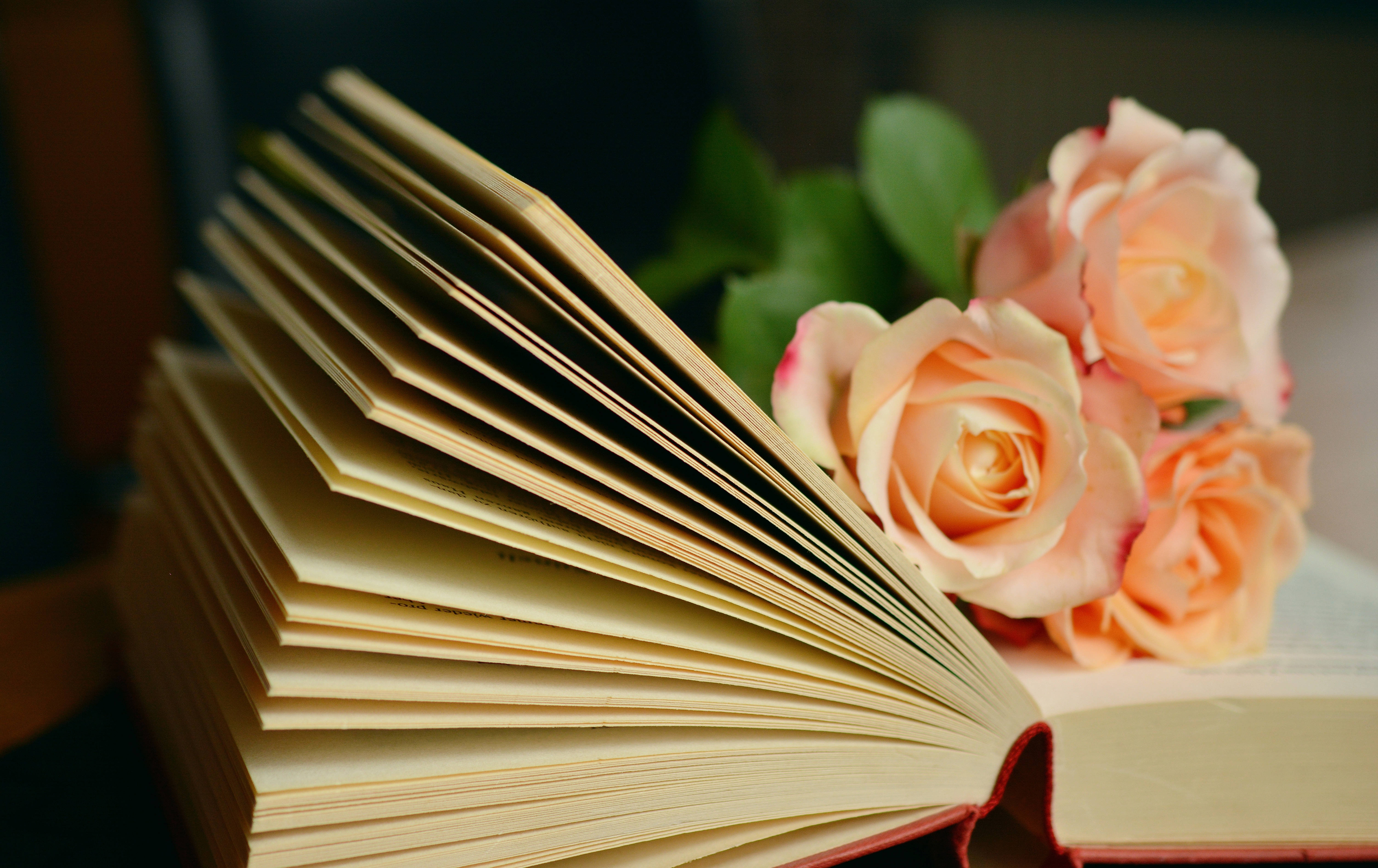 orange roses, open book, creamy pages, 5K Desktop Wallpaper