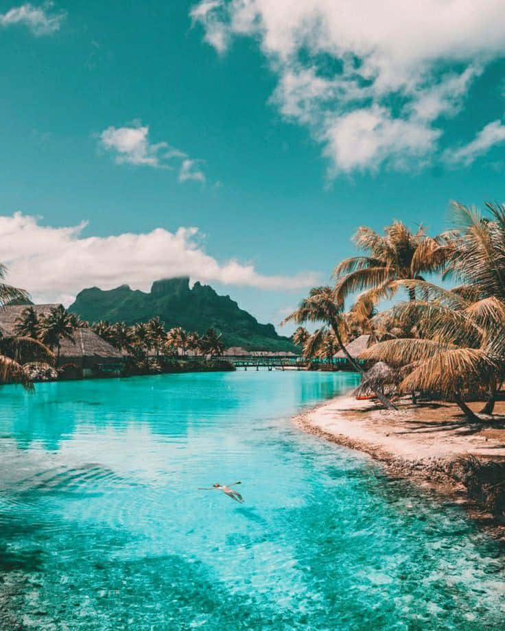 Bora Bora, turquoise lagoon, palm trees, SD Phone Wallpaper