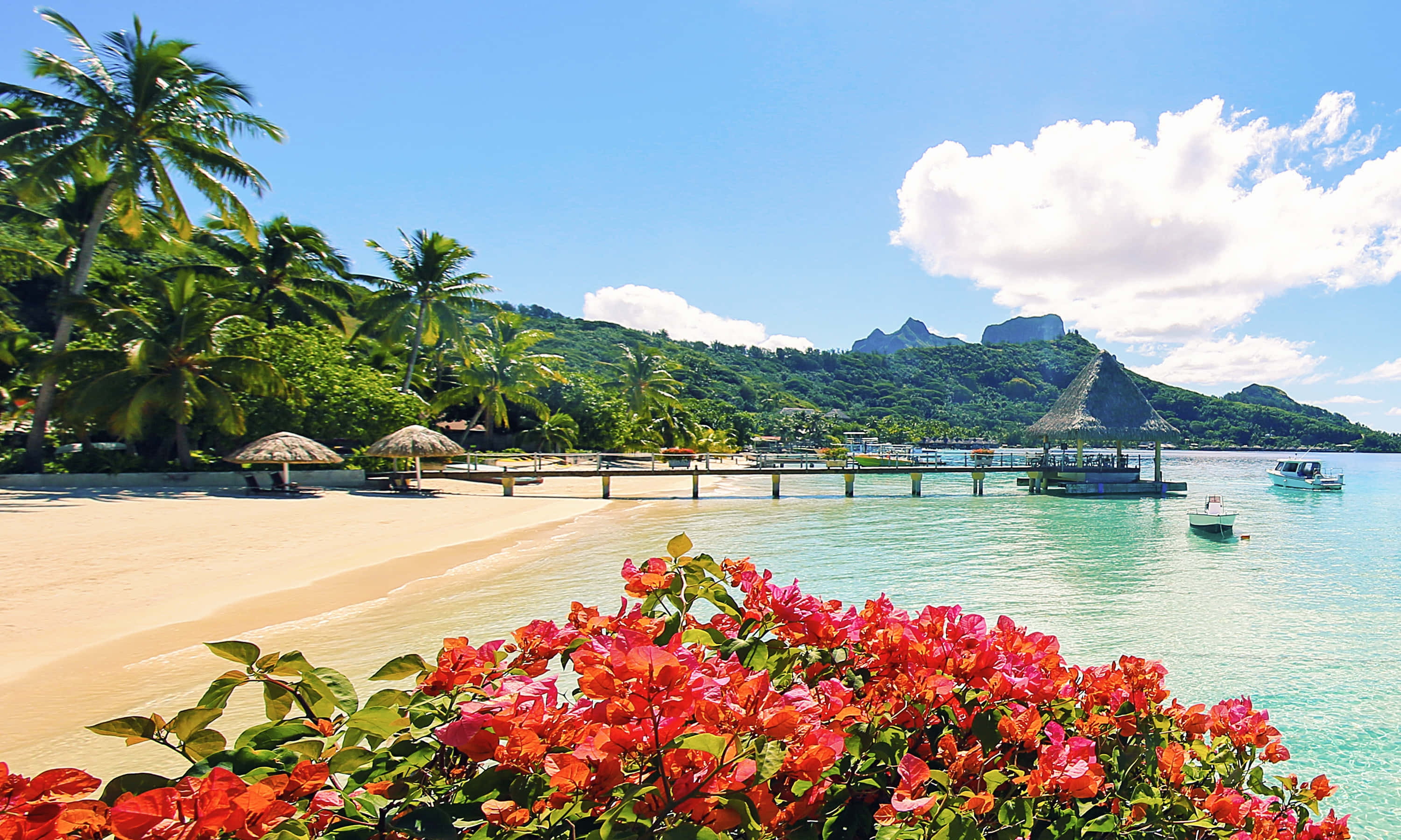 Bora Bora Beach, pink bougainvillea, turquoise waters, 2K Desktop Wallpaper