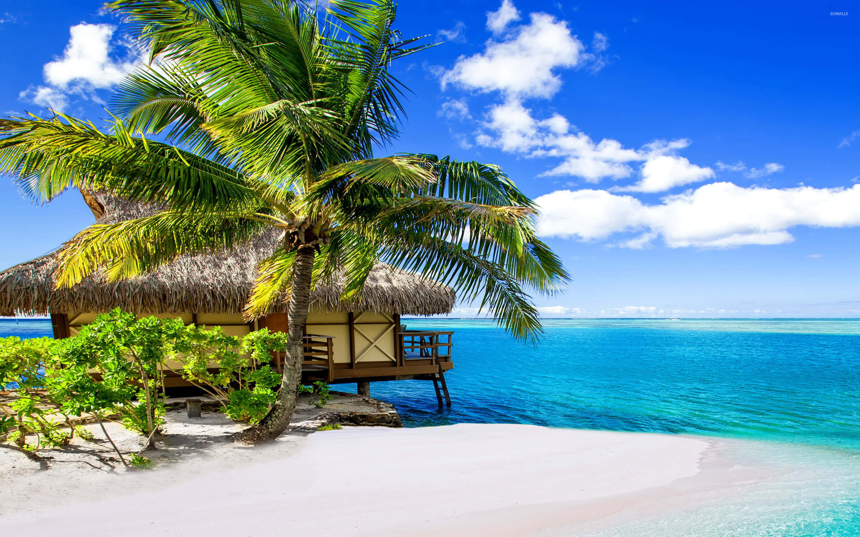 Bora Bora Beach, thatched-roof overwater bungalow, lush palm tree, 2K Desktop Wallpaper