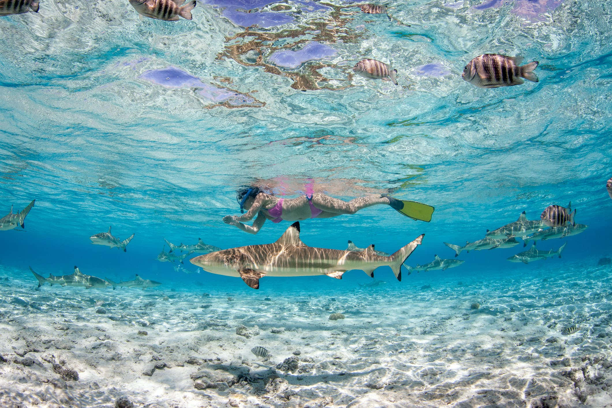 Bora Bora Beach, snorkeler, school of sharks, Full HD Desktop Wallpaper